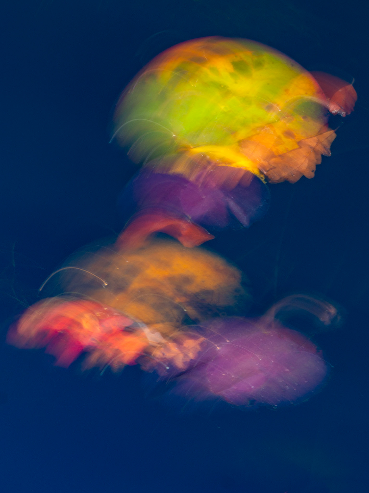 1.Autumnal Waterlilly leaves Abstract