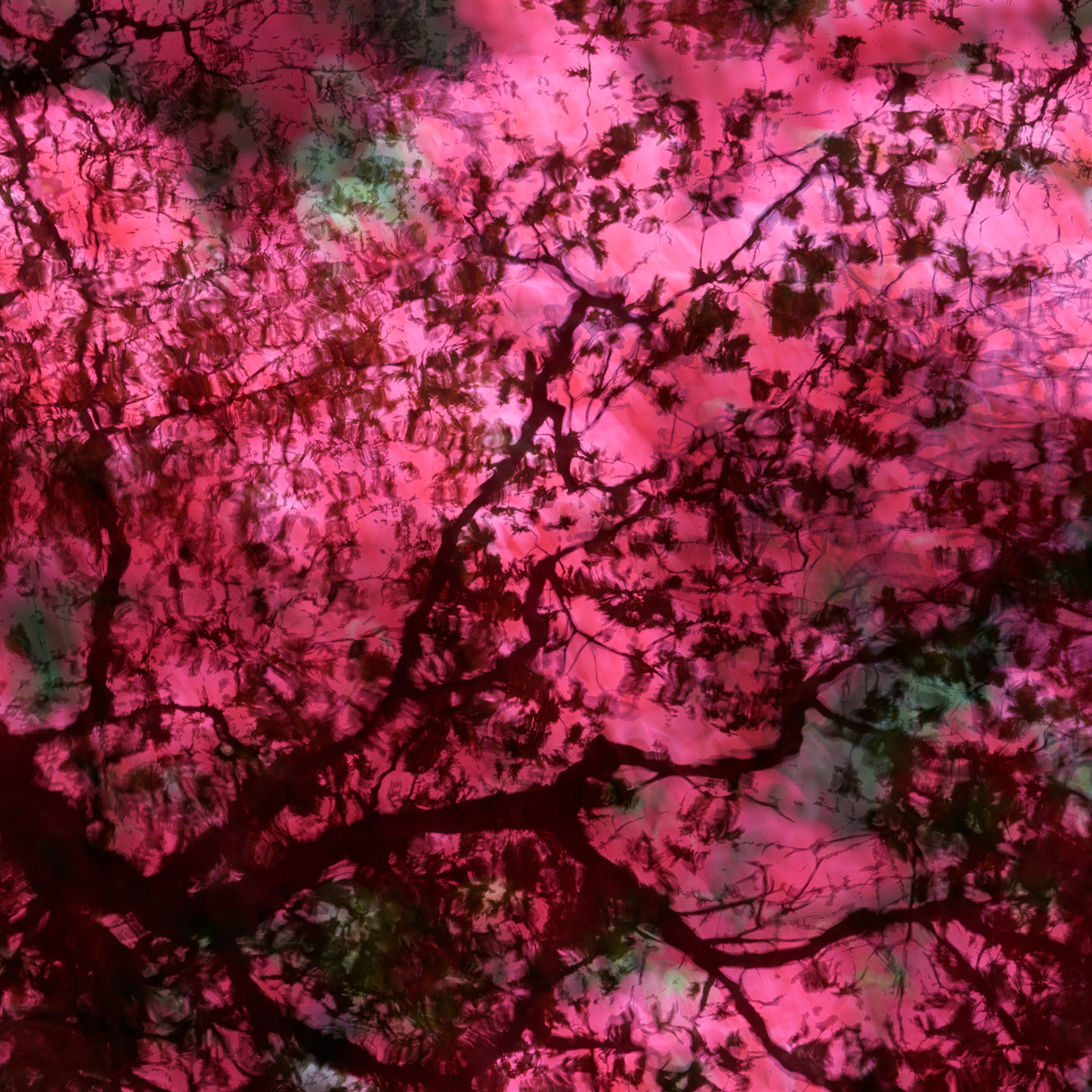 Isabella Plantation, Richmond Park