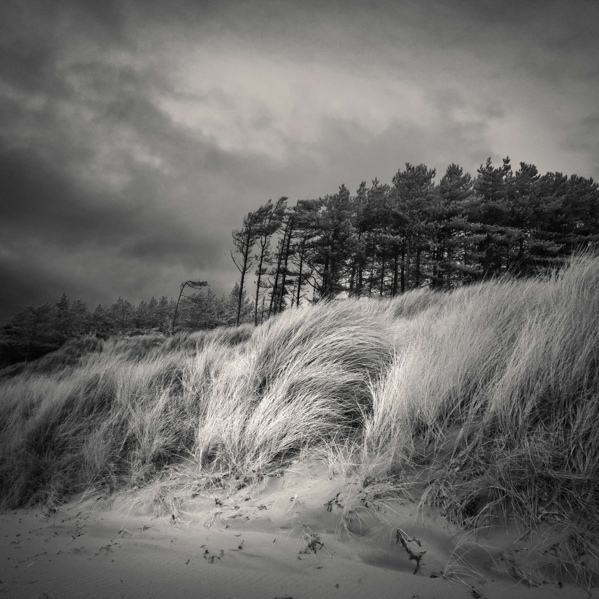 Newborough Forest, Anglesey