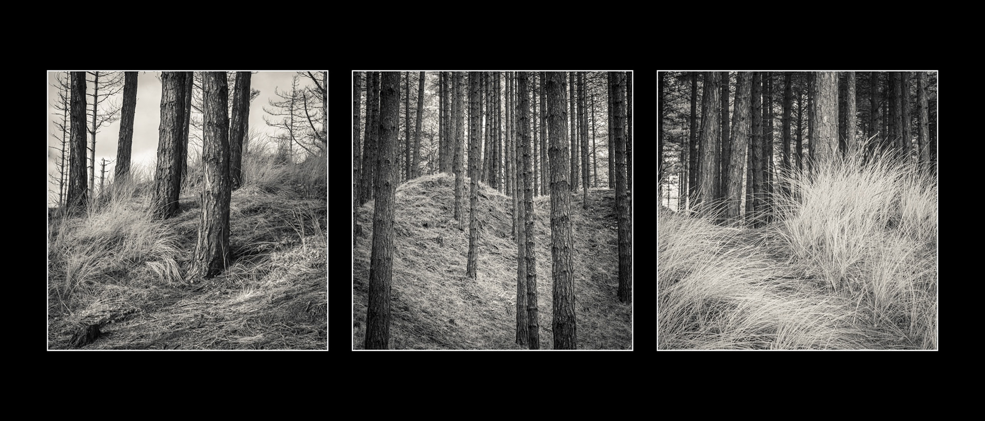 Newborough Forest, Anglesey