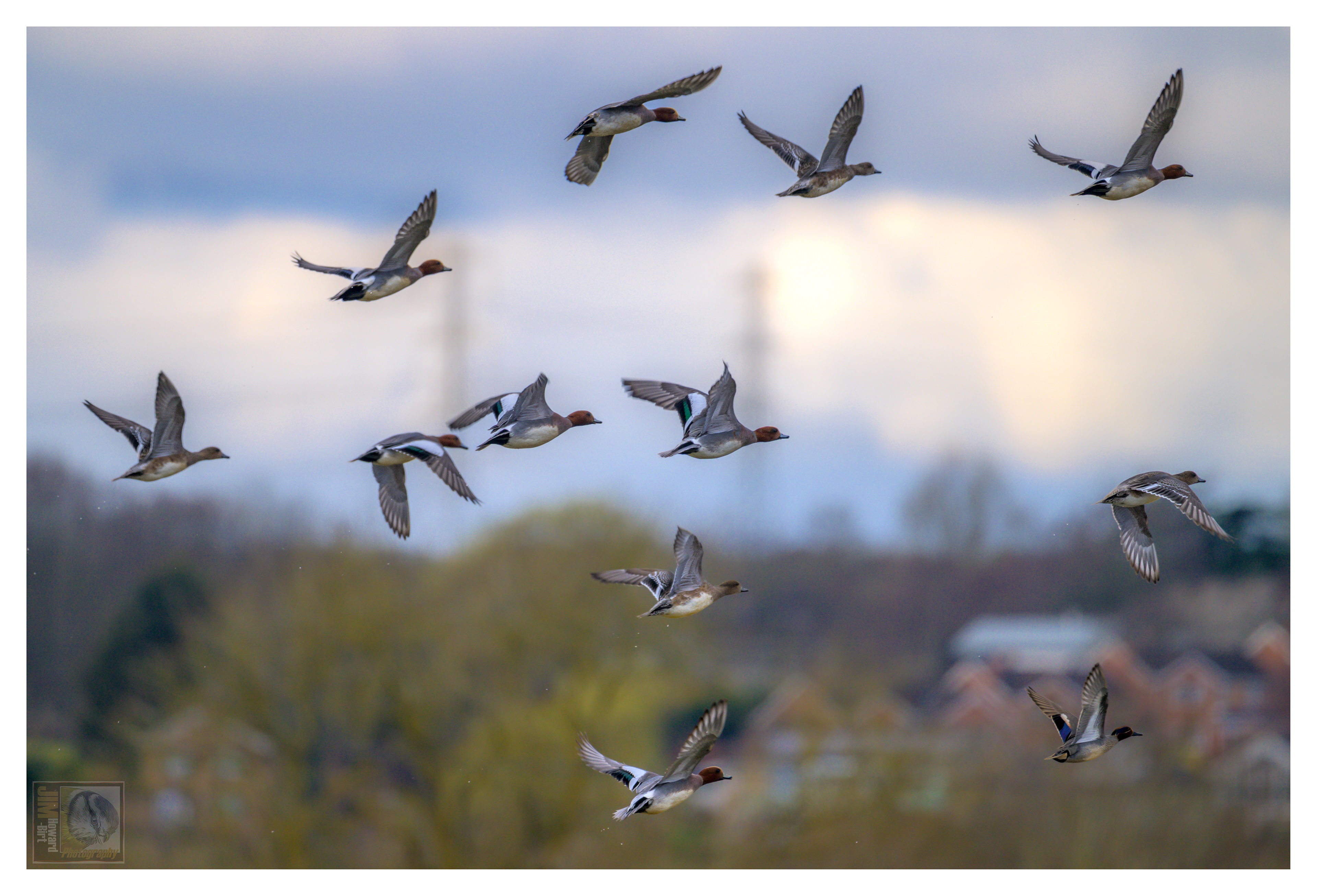 A company of Eurasian Widgeon