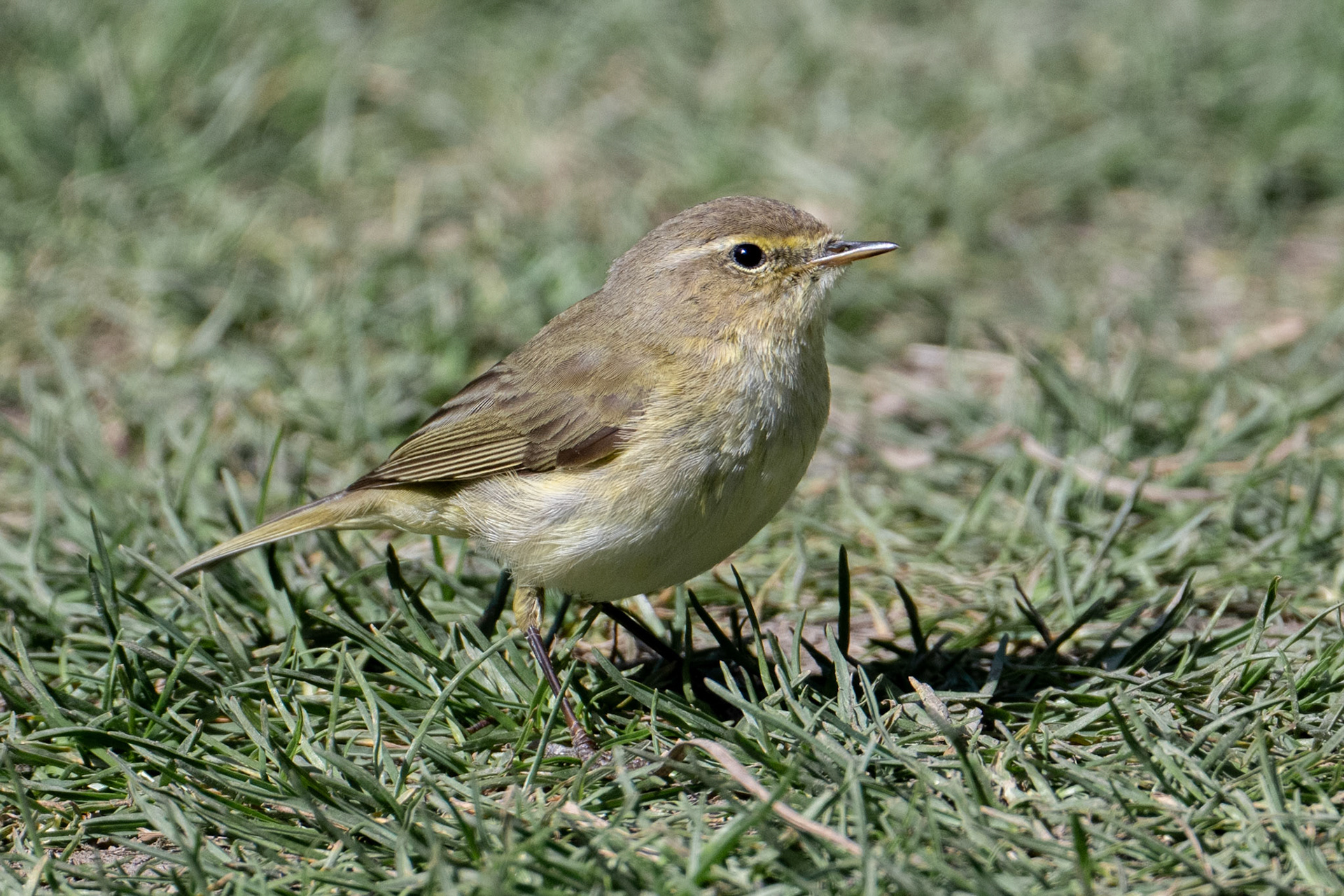 Chiffchaff