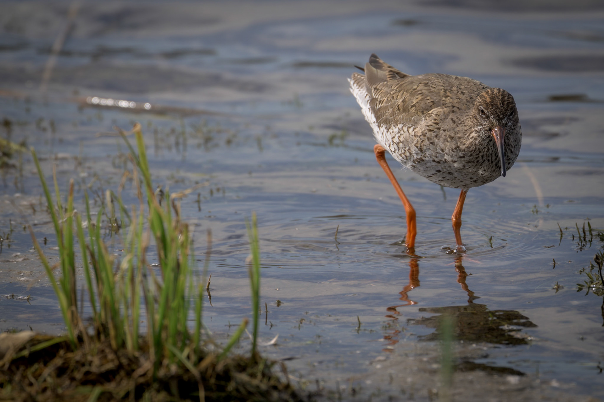 Redshank