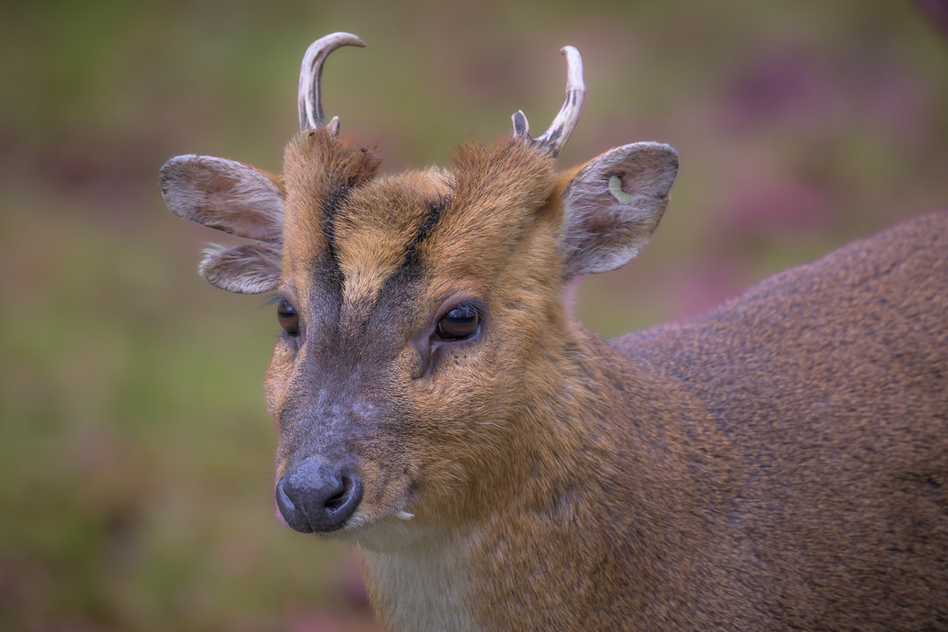 Muntjac Deer