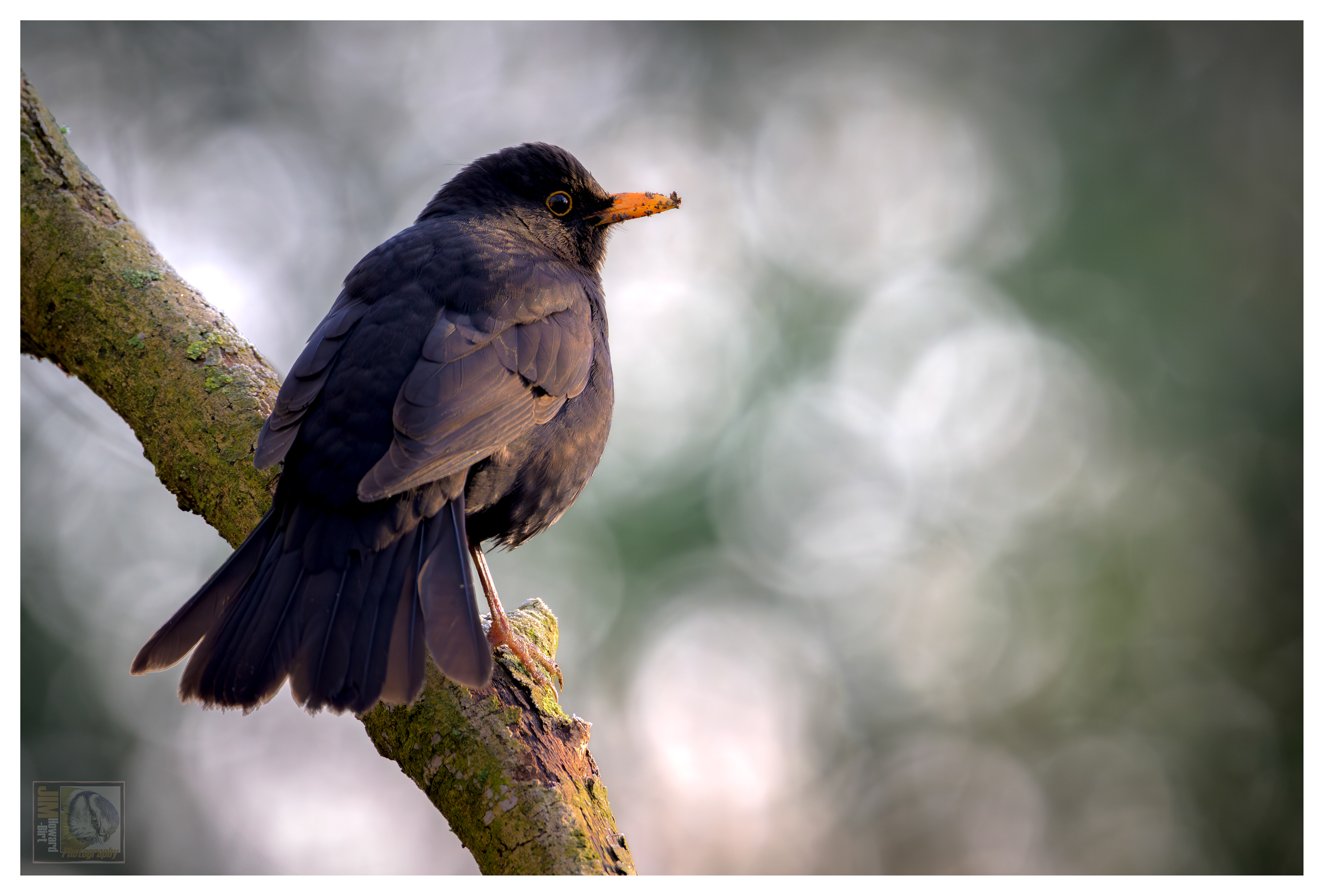 Summer Leys - Blackbird