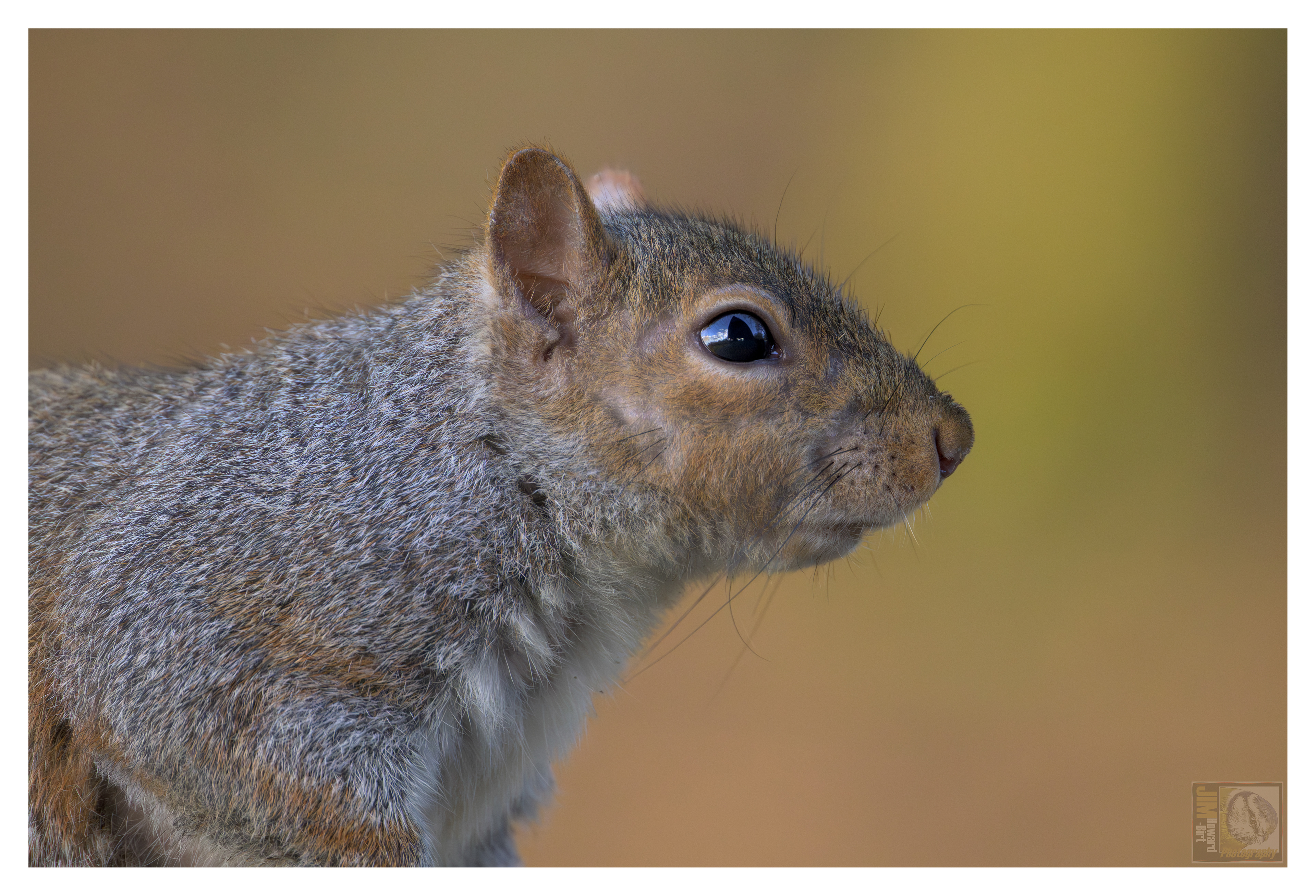 Grey Squirrel