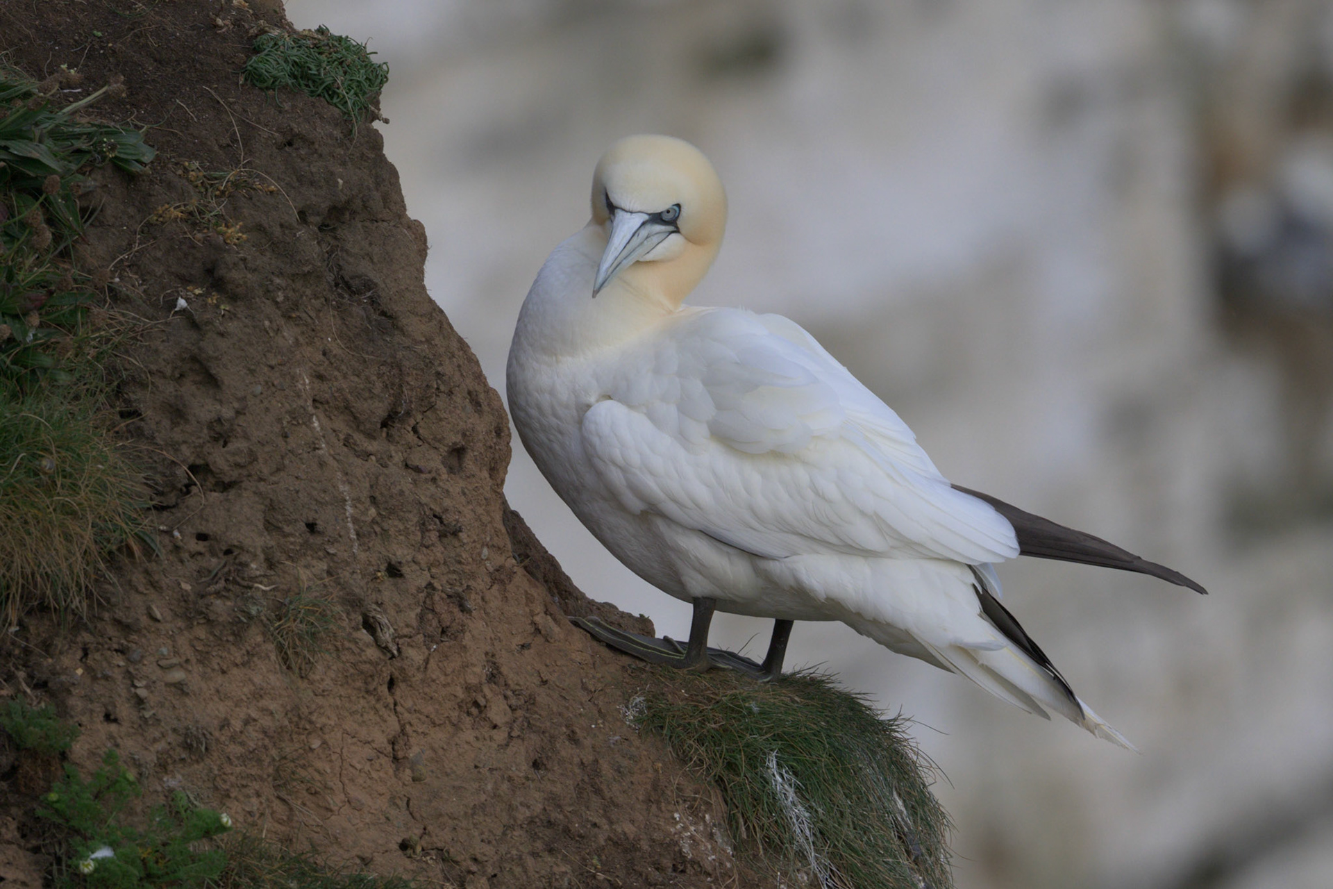 Northern Gannet