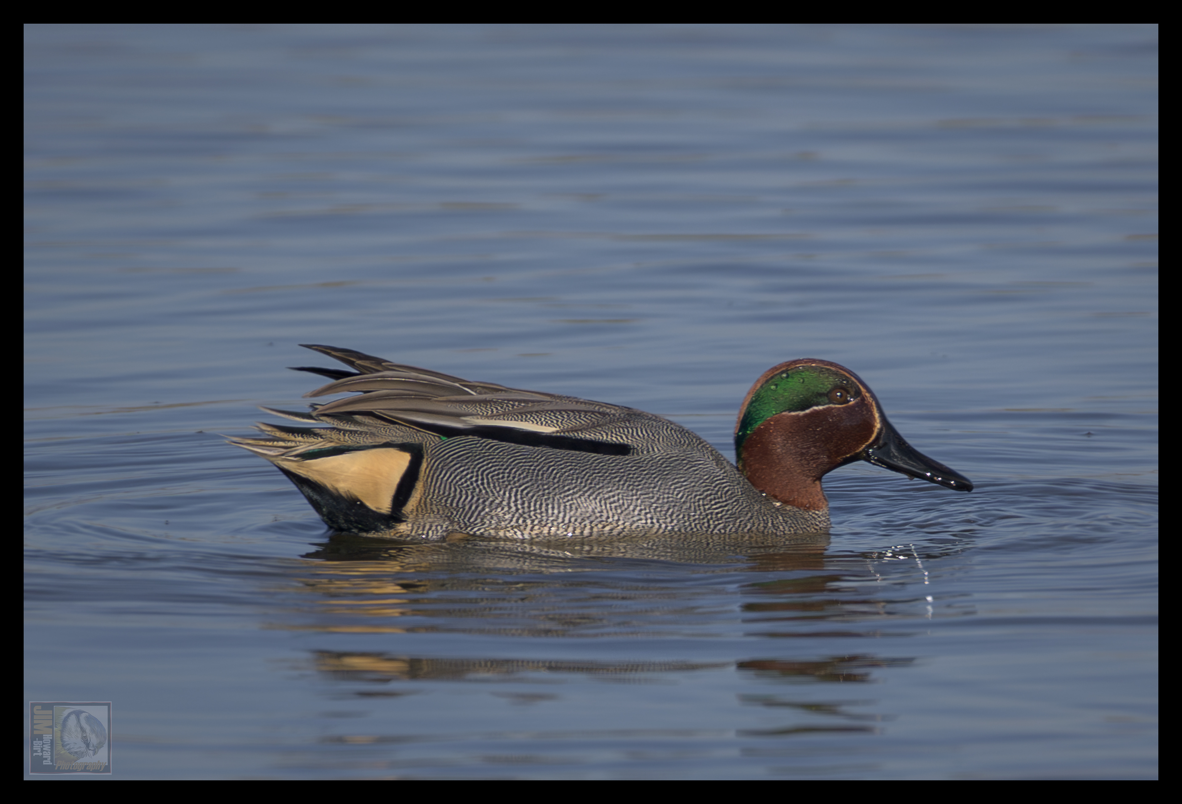 Irthlingborough - Green Winged Teal