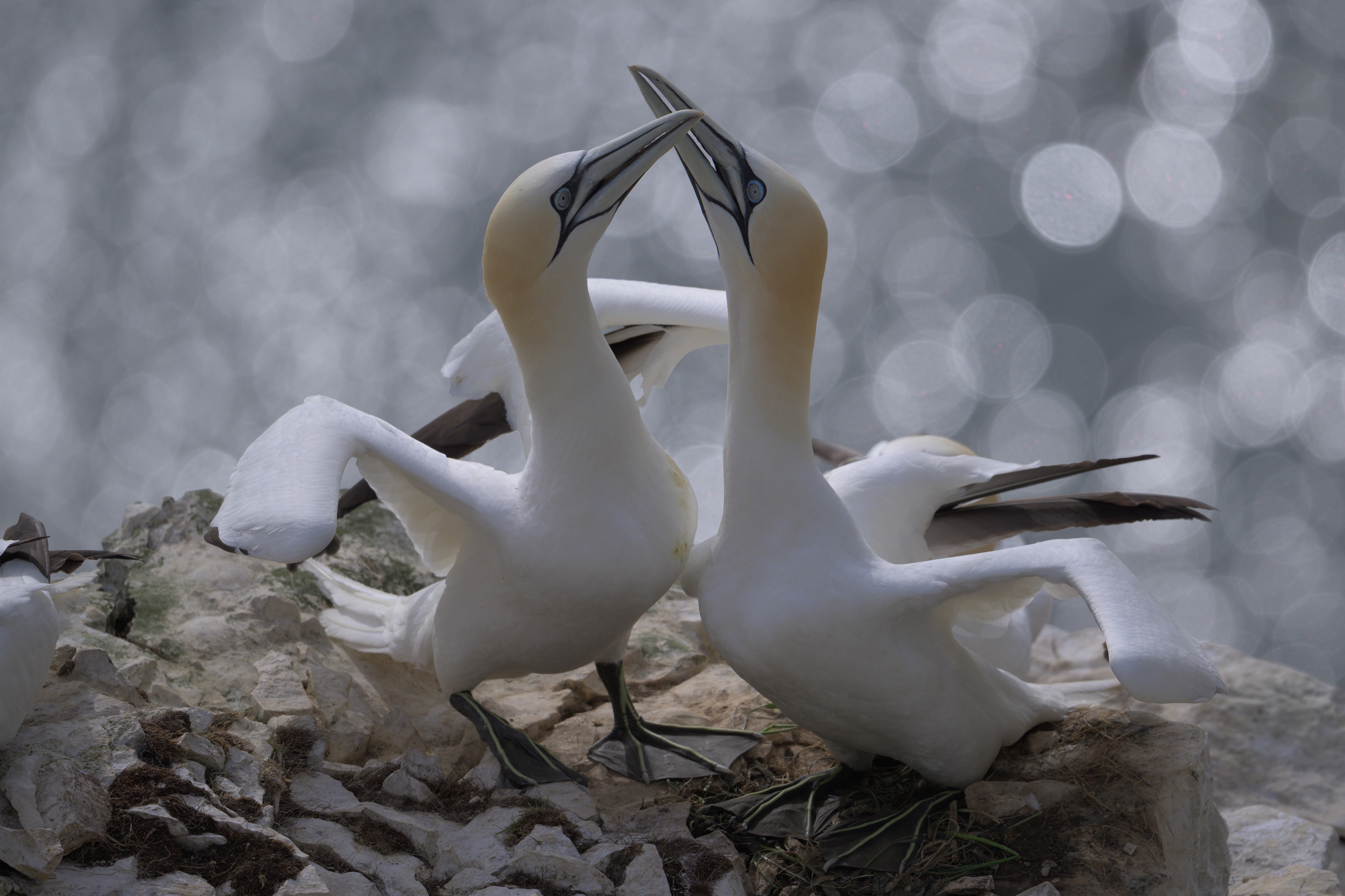 Gannet