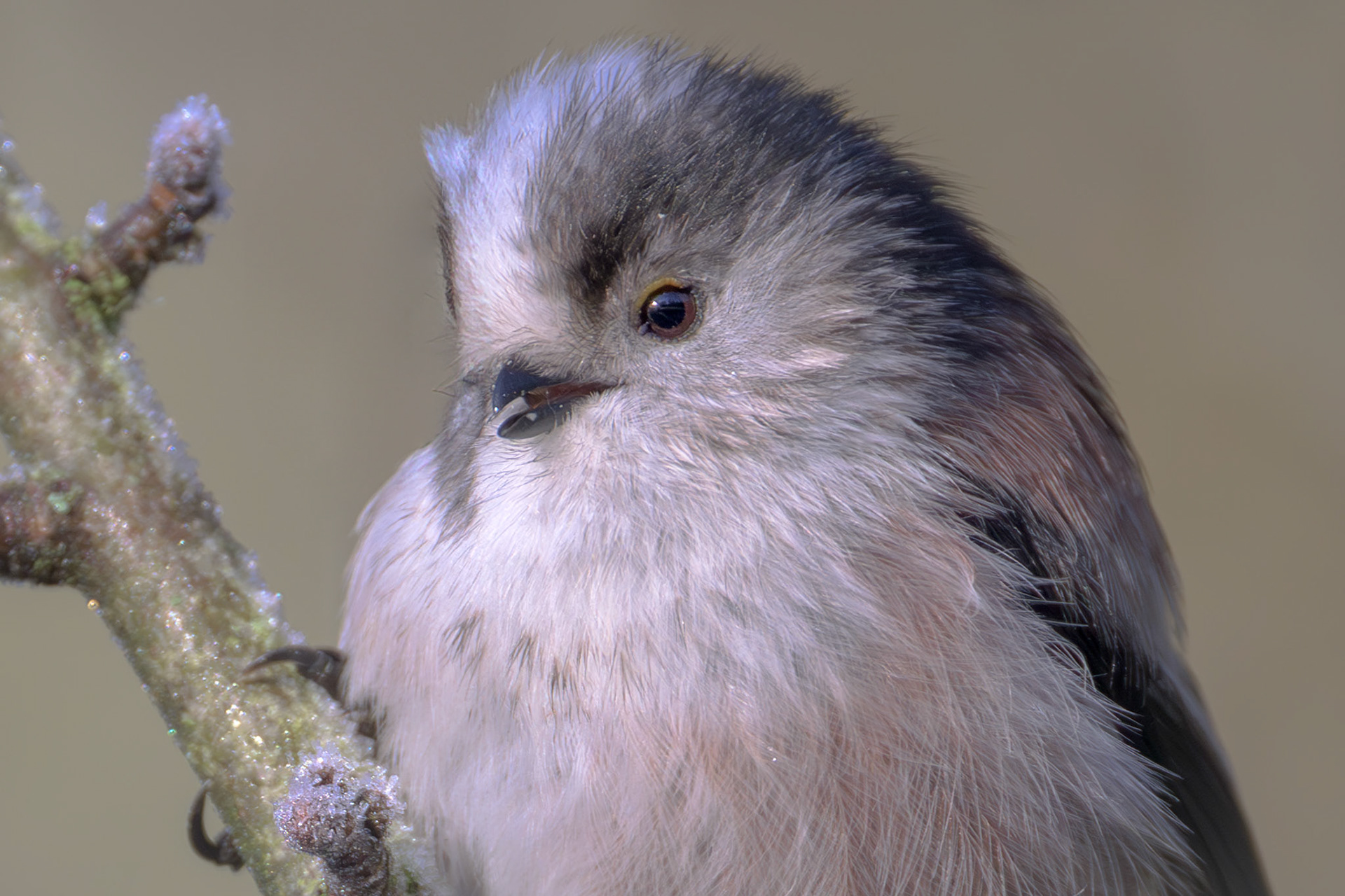 Long-tailed Tit