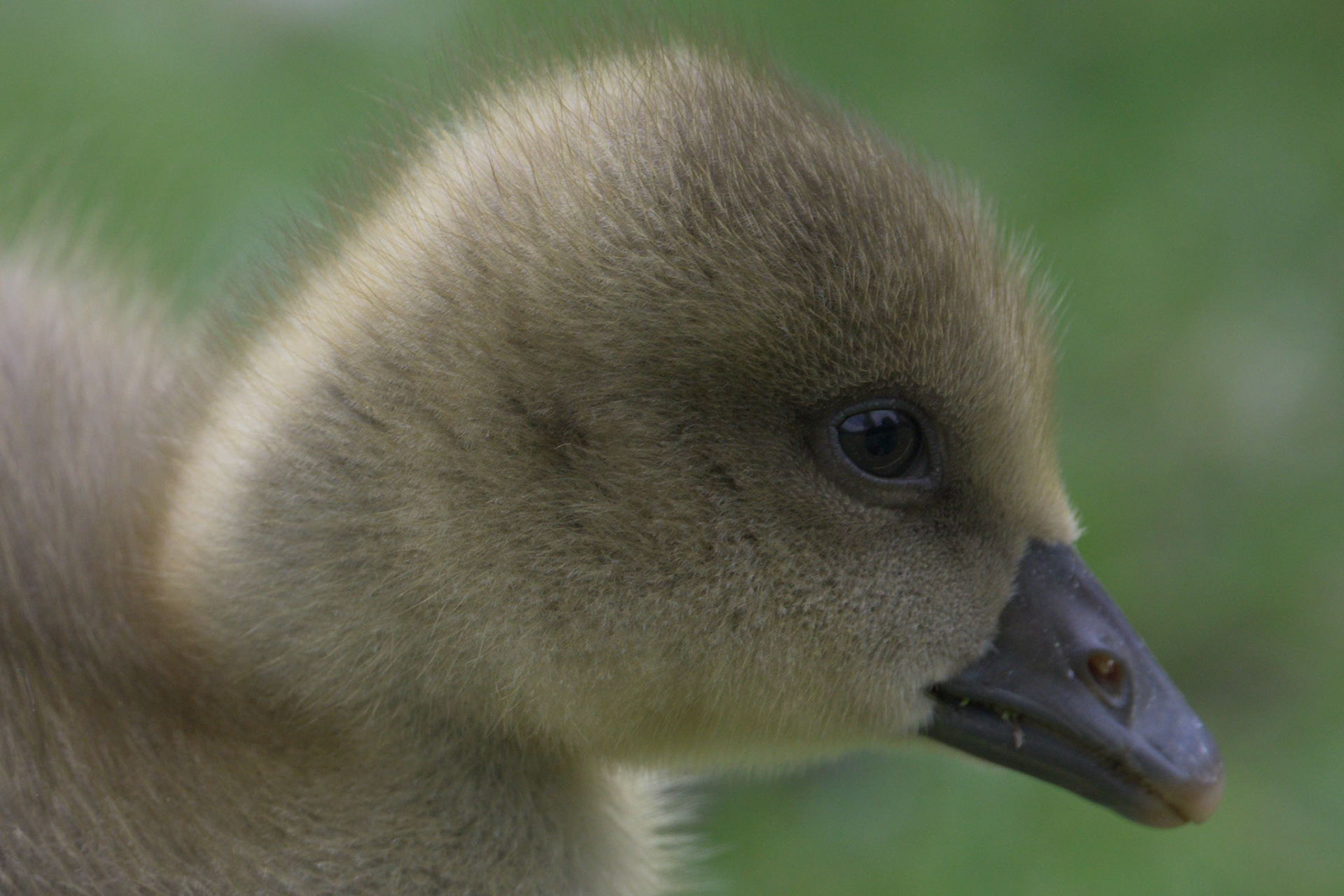 Graylag Gosling