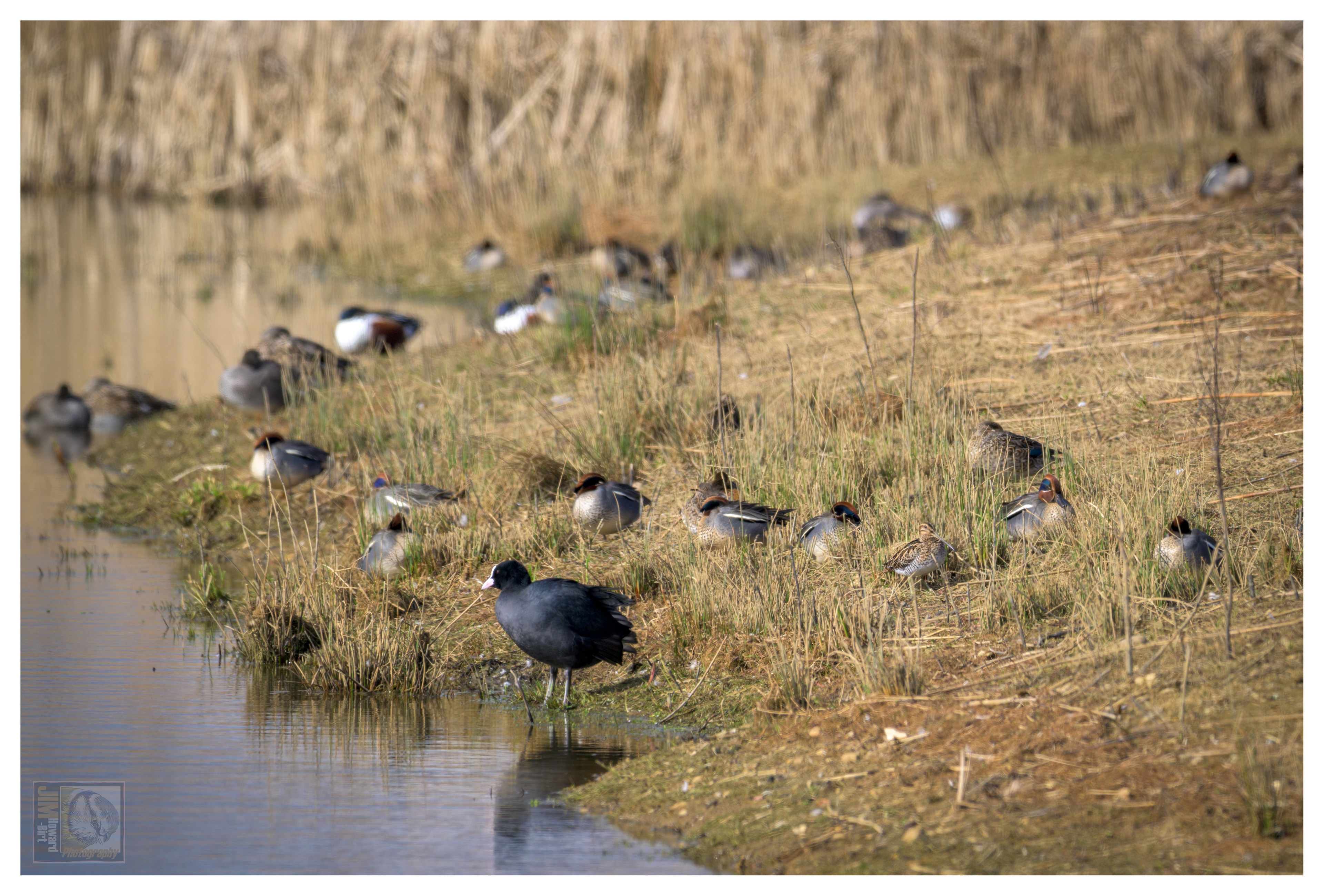 A Scene from the edge of the Lake - Teal, Northern Shoveler, Coot and Snipe