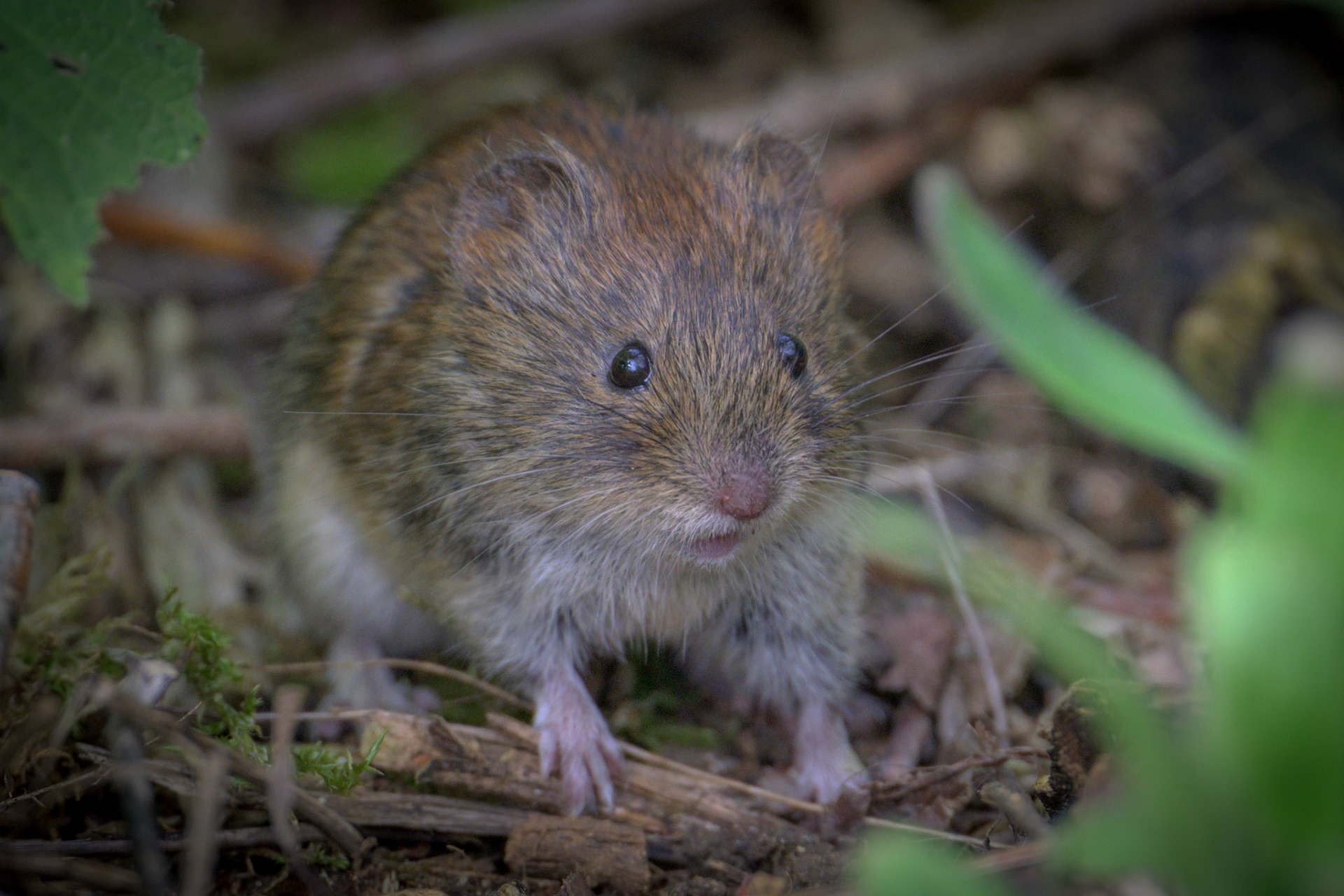 Bank Vole