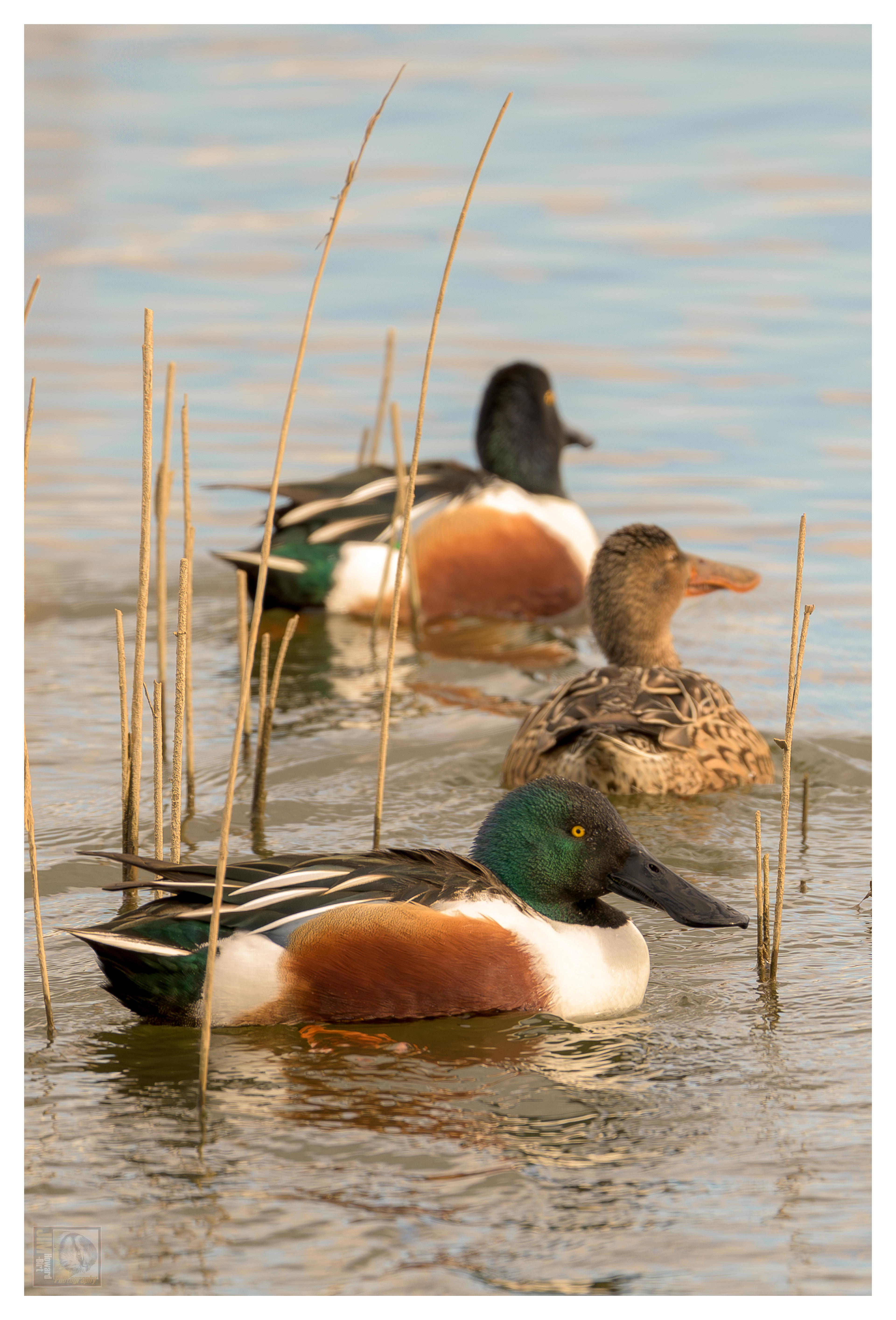 Northern Shovelers