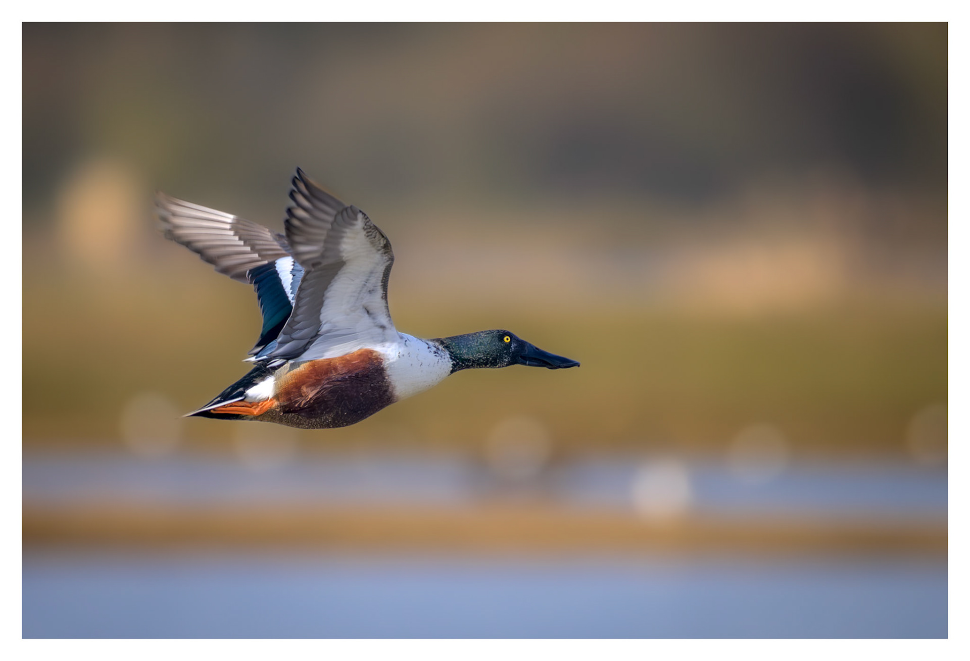 Shoveler