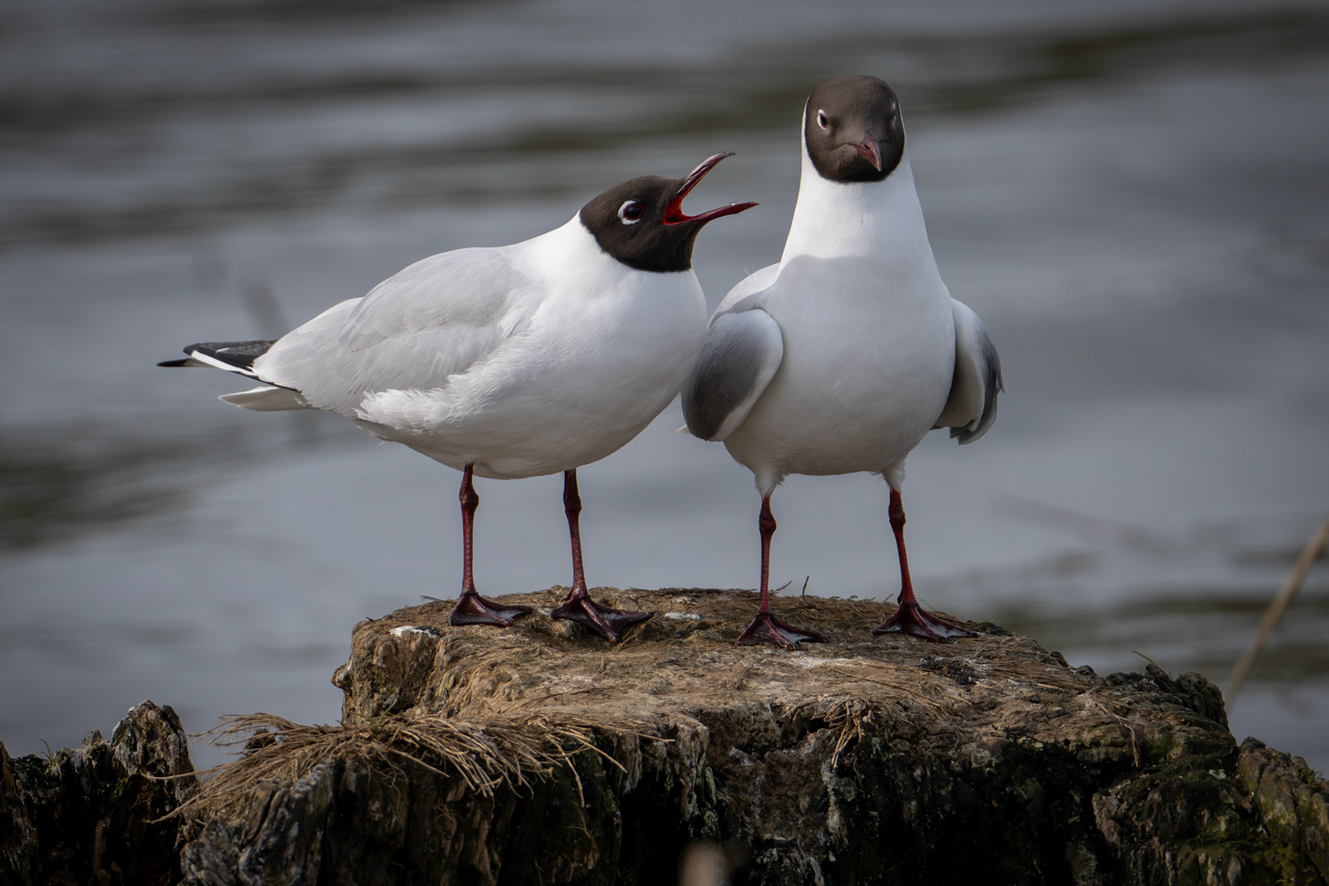 Black-Headed Gulls