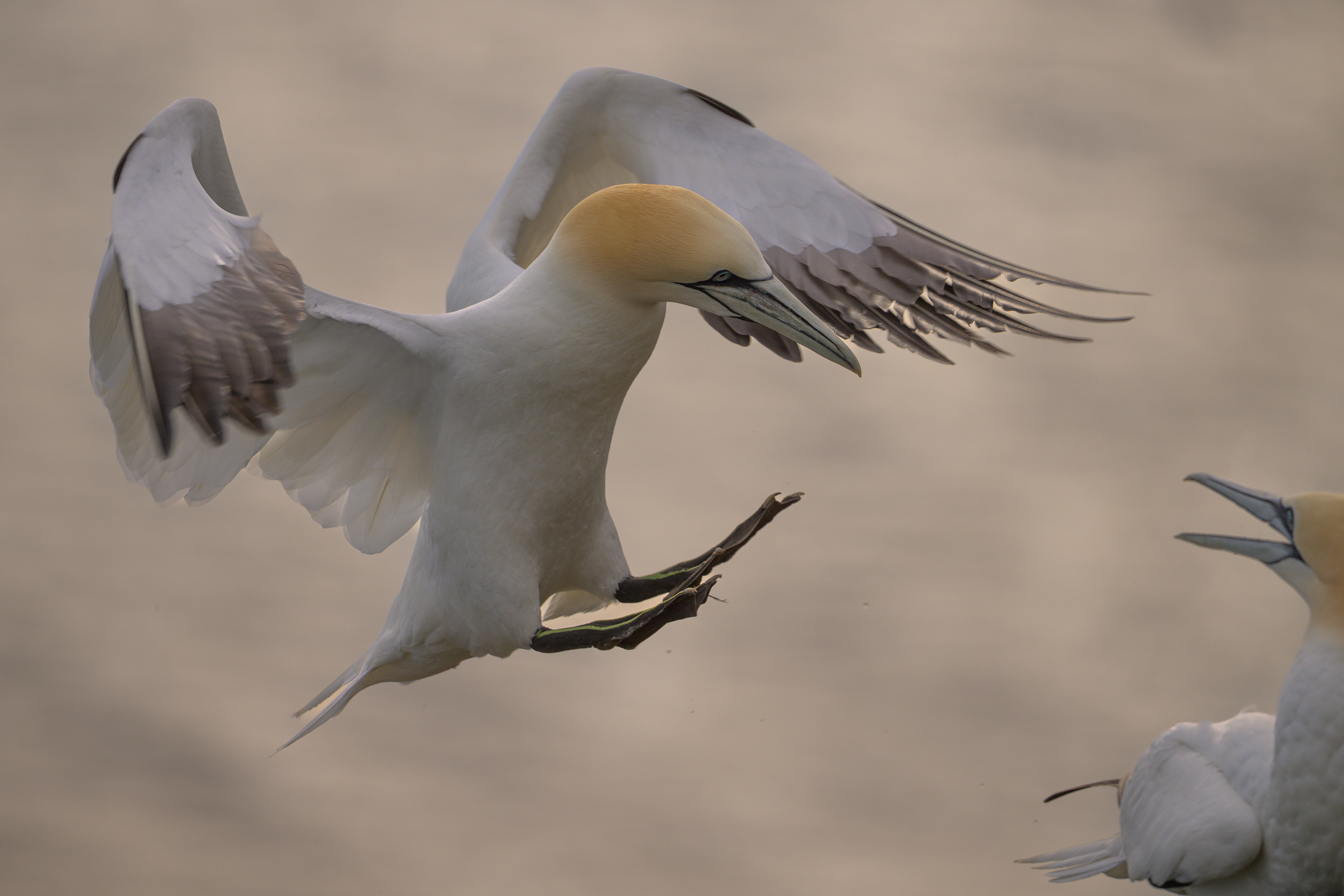 Gannet
