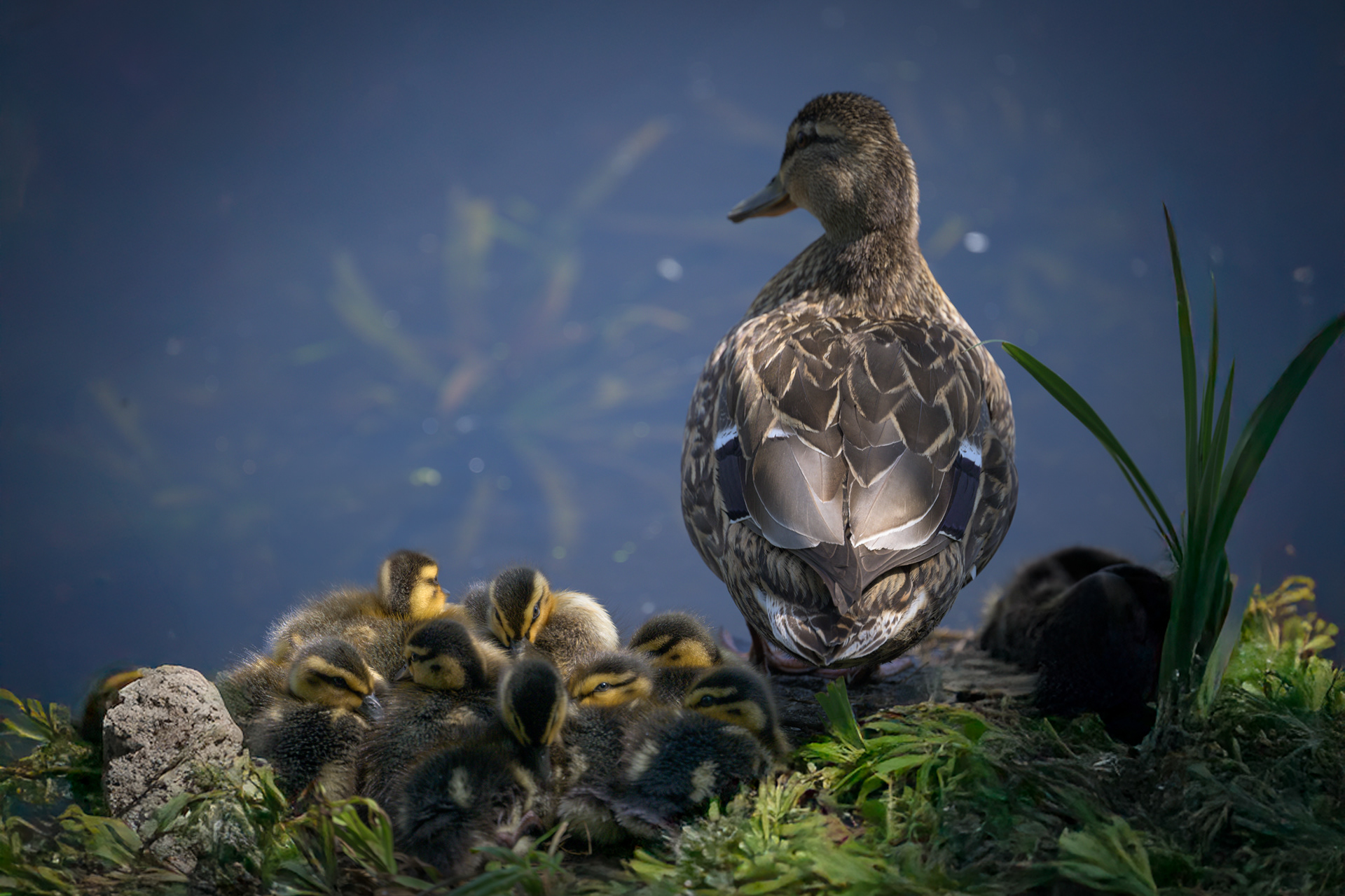 Mallard Ducklings + Mother Duck