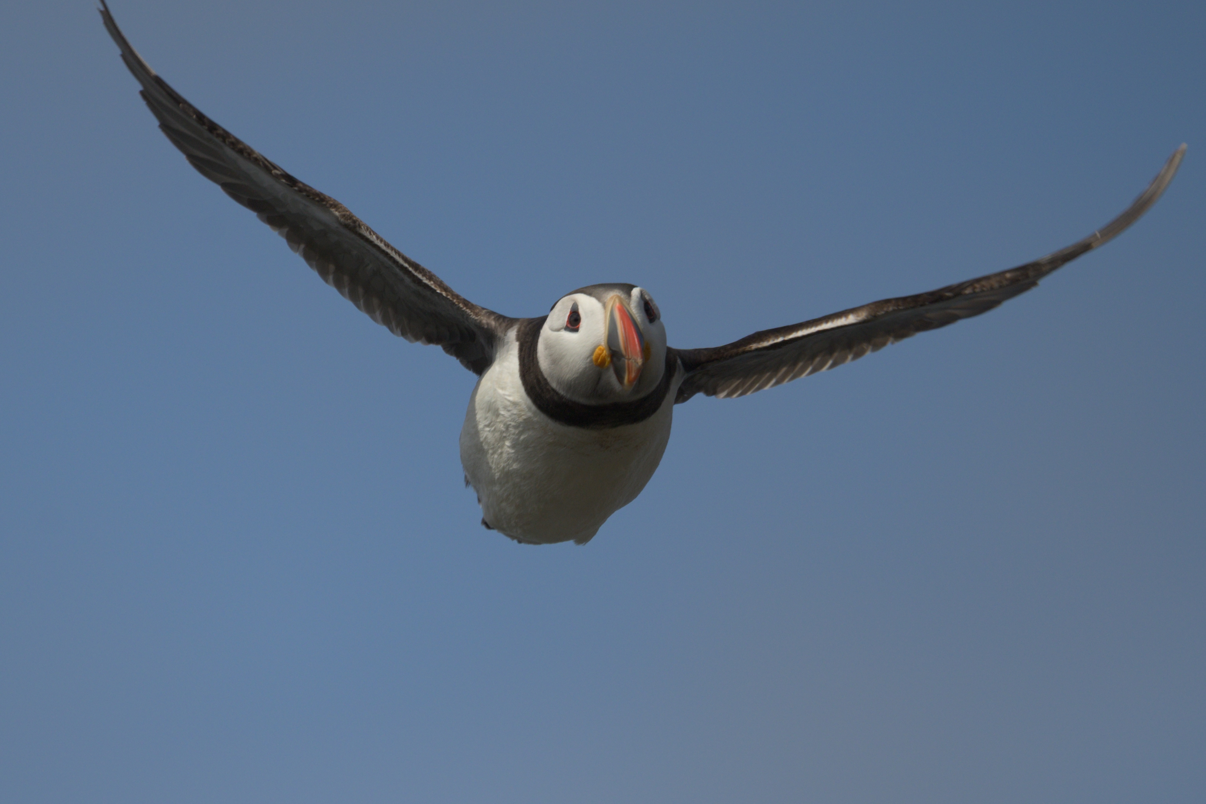 Puffin