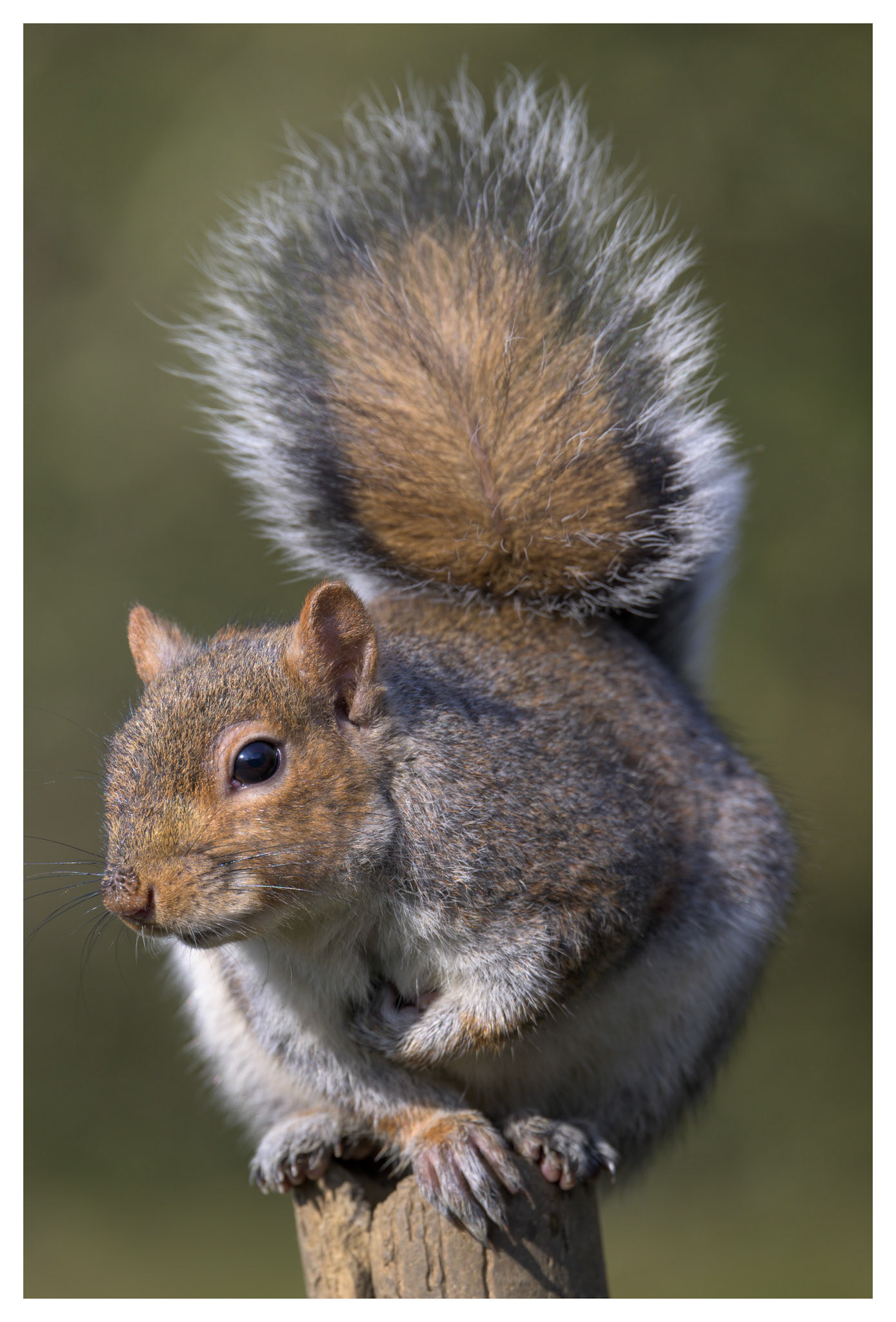Grey Squirrel