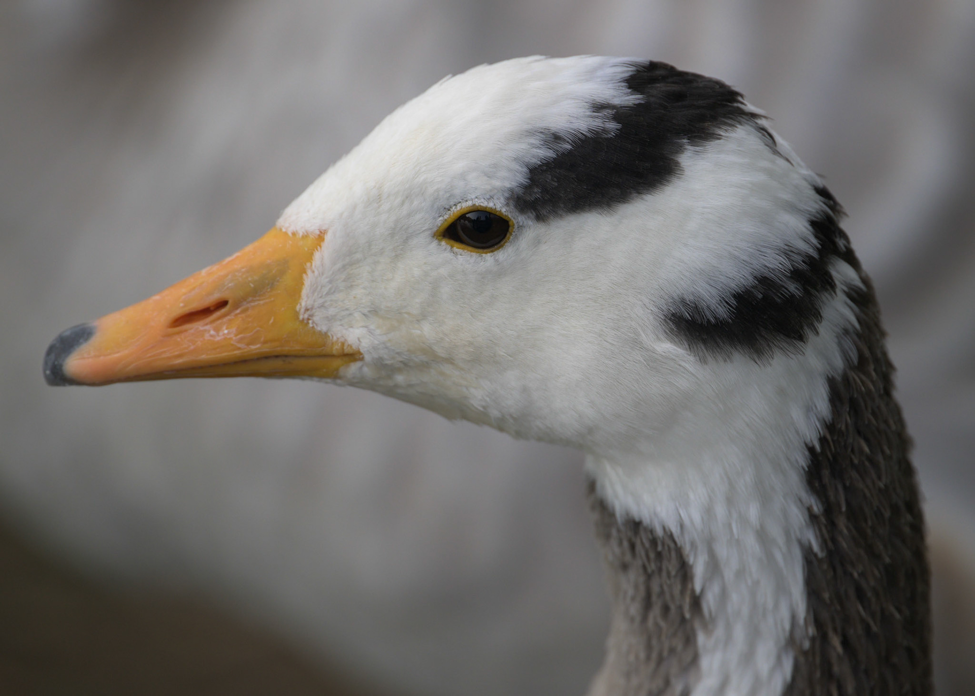 Bar-headed Goose