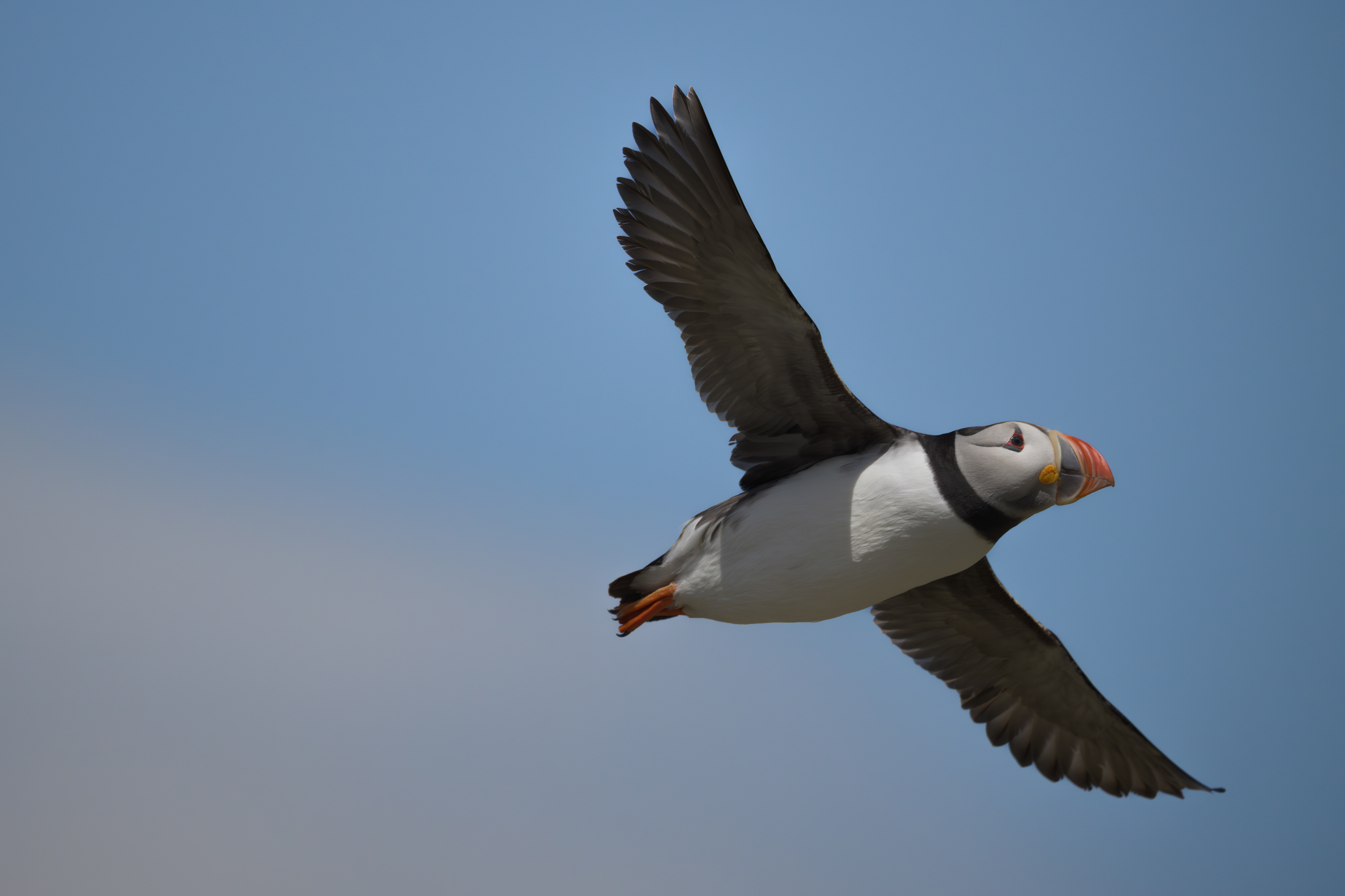 Puffin