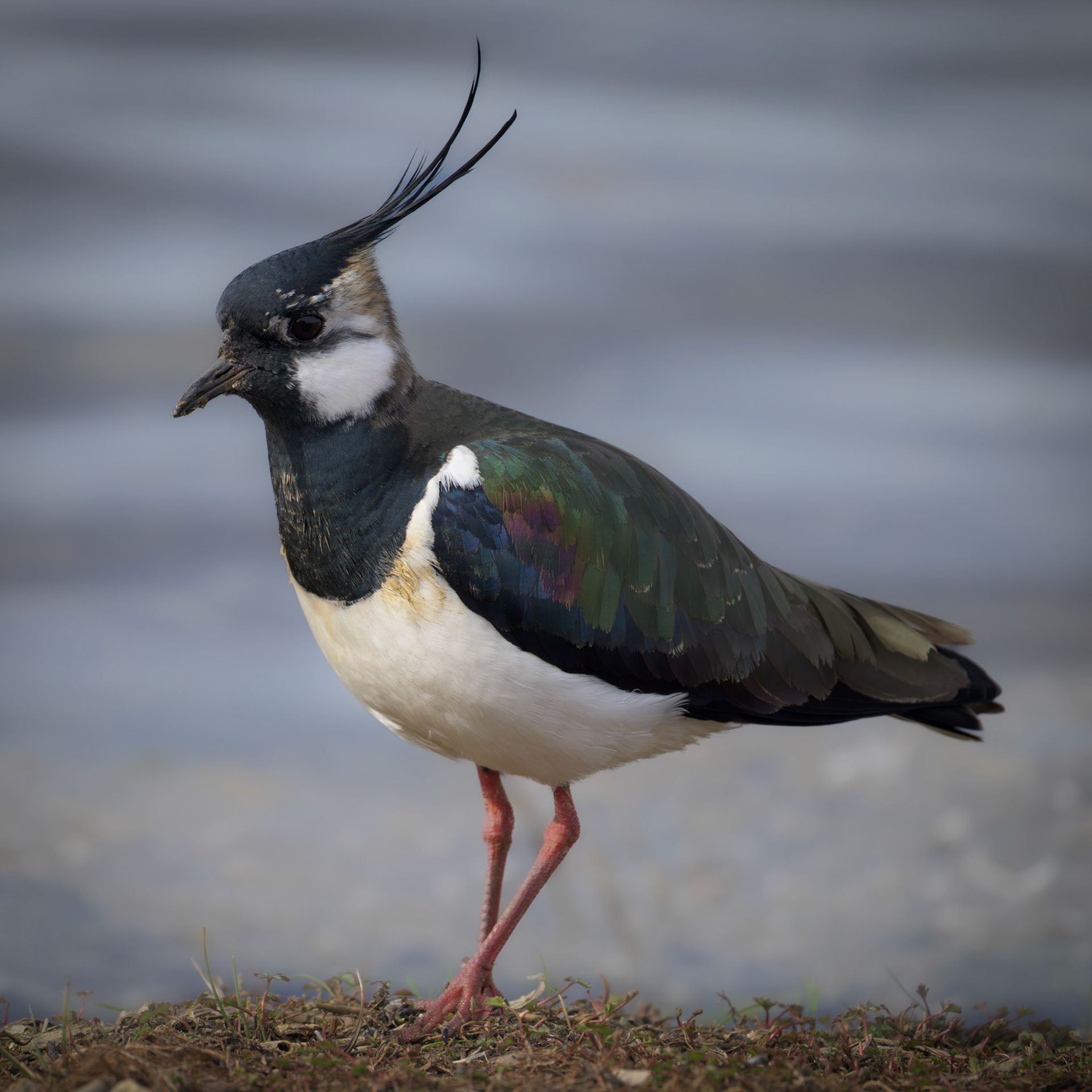 Northern Lapwing
