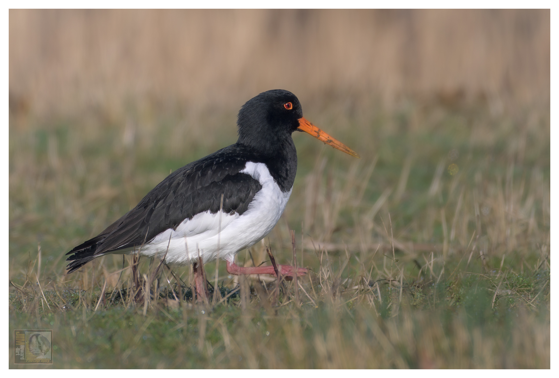 Summer Leys - Oystercatcher