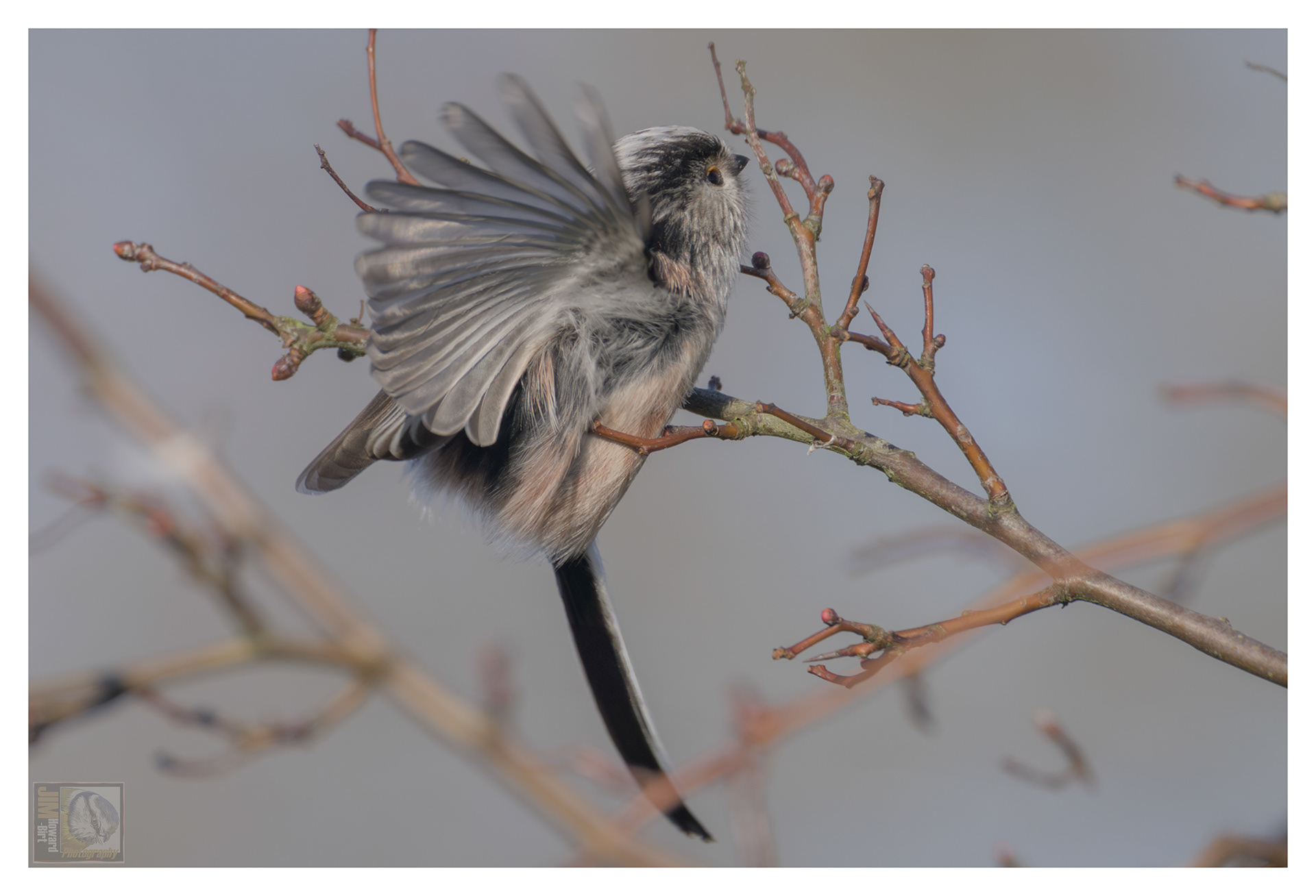 Irthlingborough - Long-tailed tit
