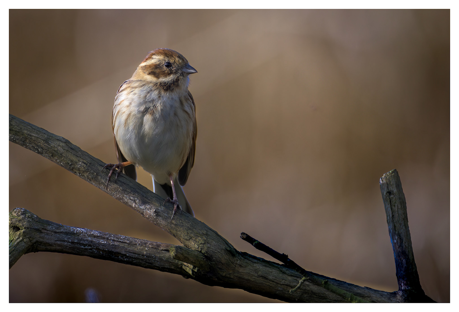 Reed Bunting
