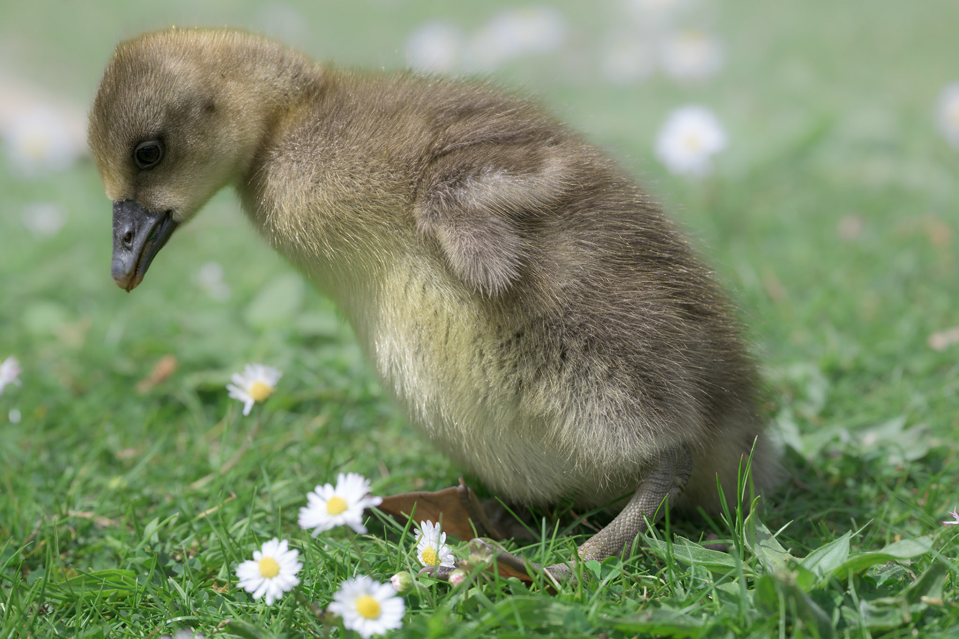 Graylag Gosling