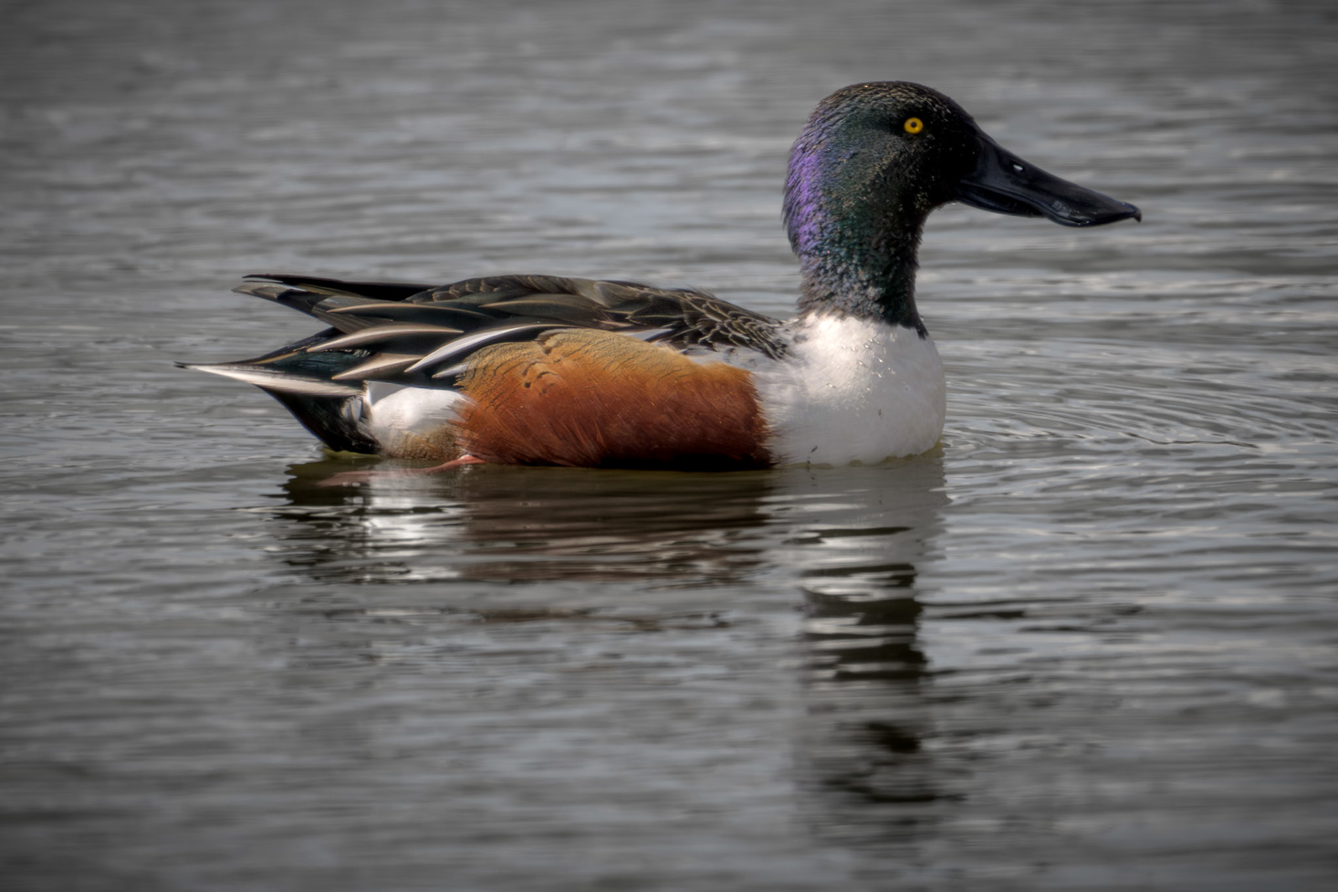 Shoveler