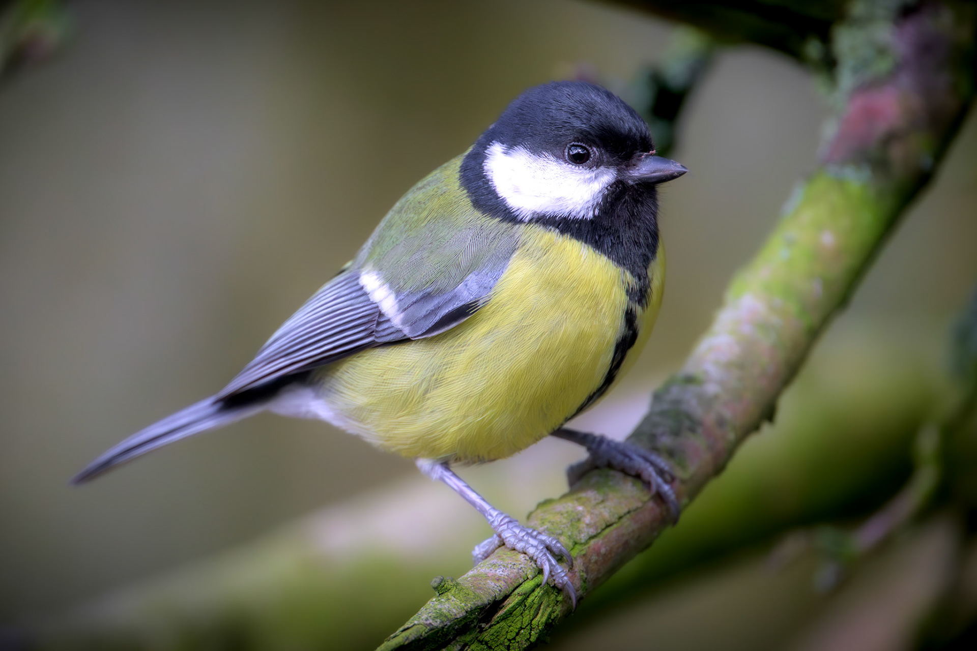 Great Tit