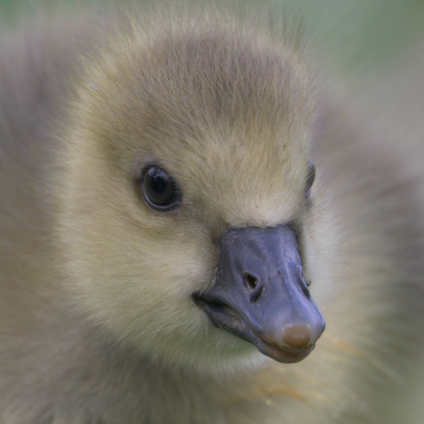 Graylag Gosling