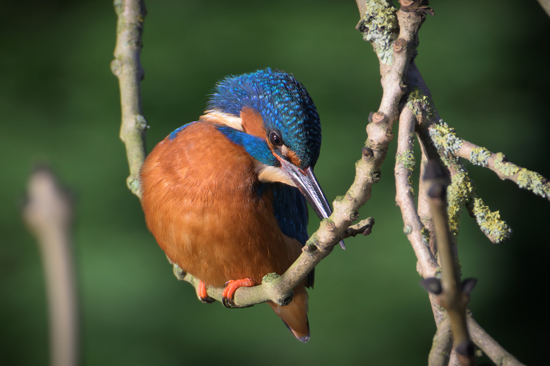 Kingfisher
