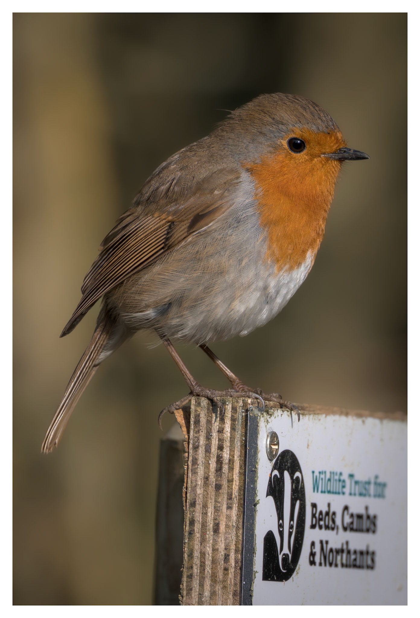 Robin