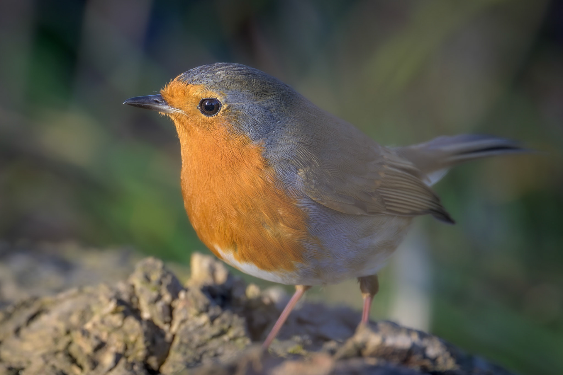Robin