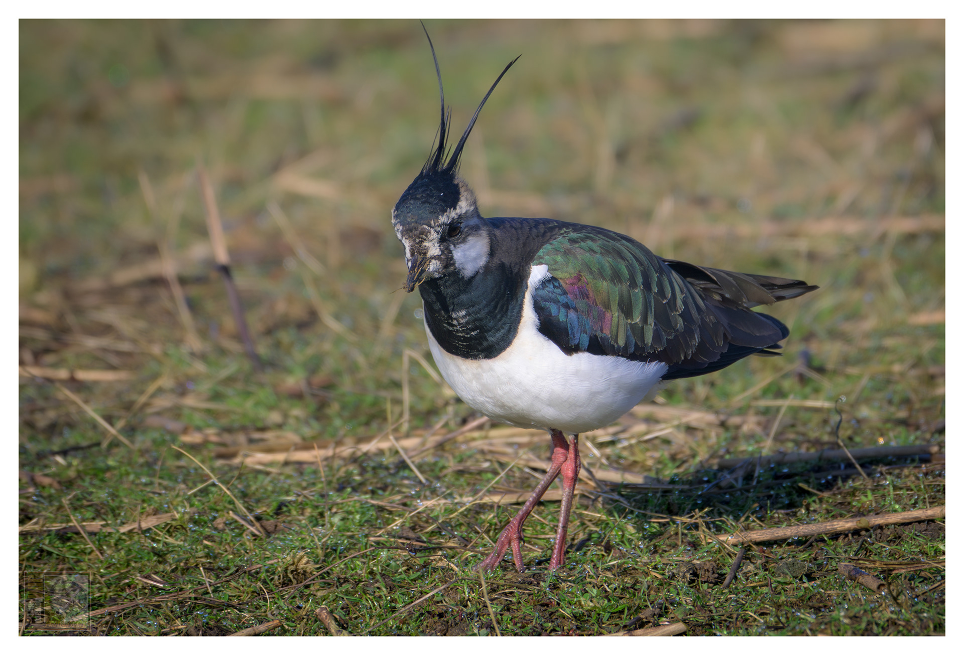 Summer Leys - Northern Lapwing