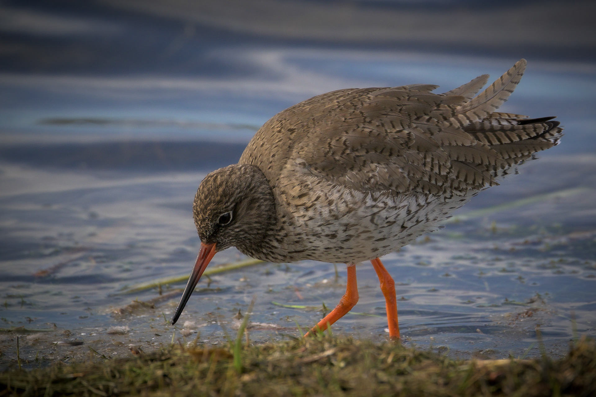 Redshank