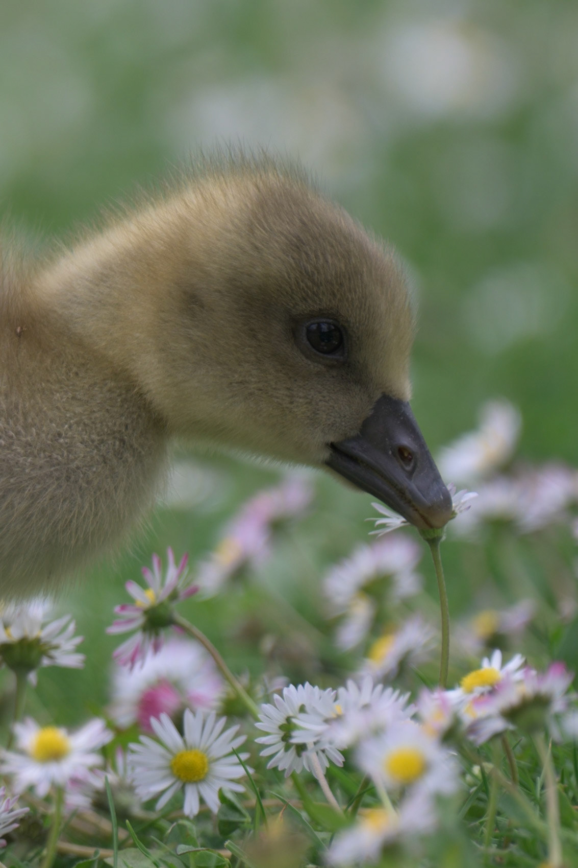 Graylag Gosling