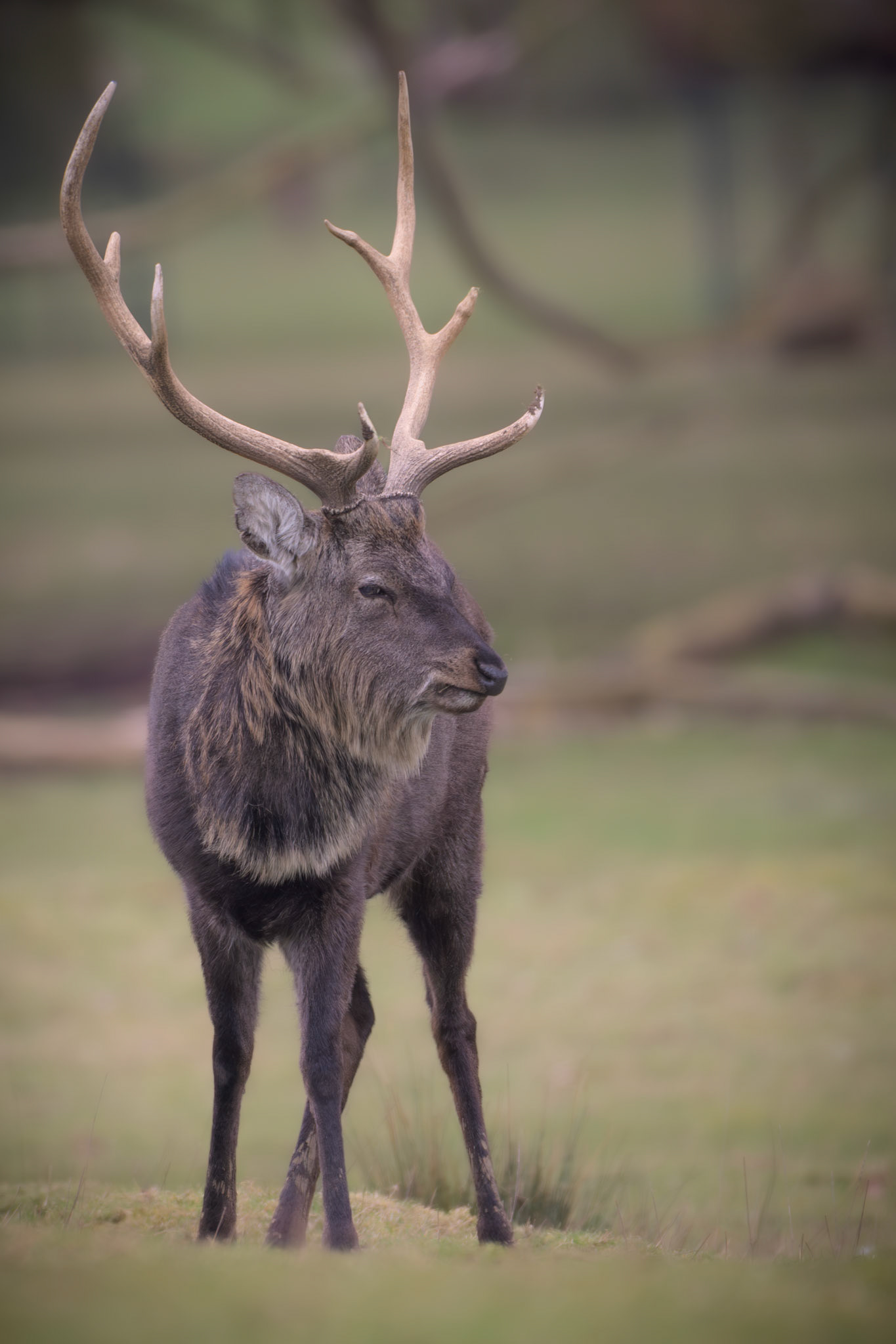 Sika Deer