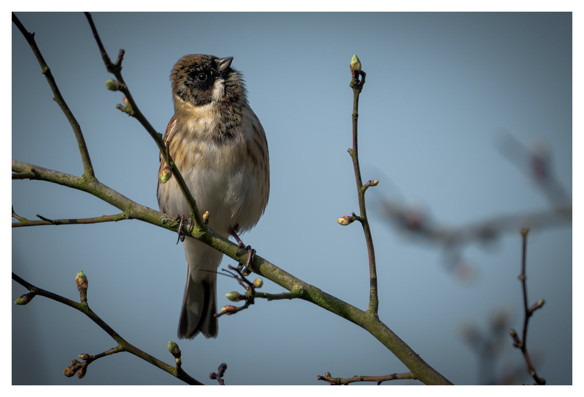Reed Bunting