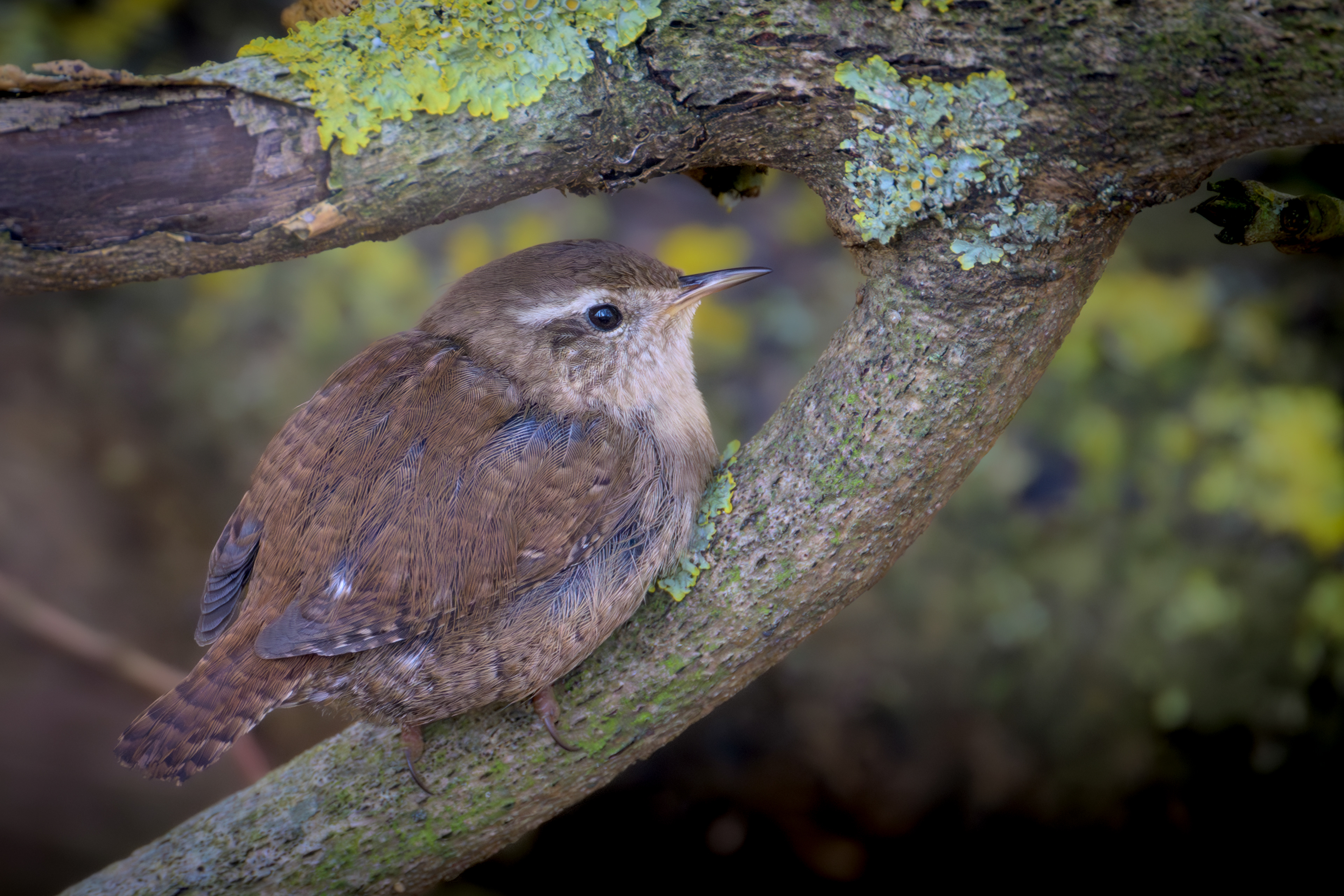 Wren