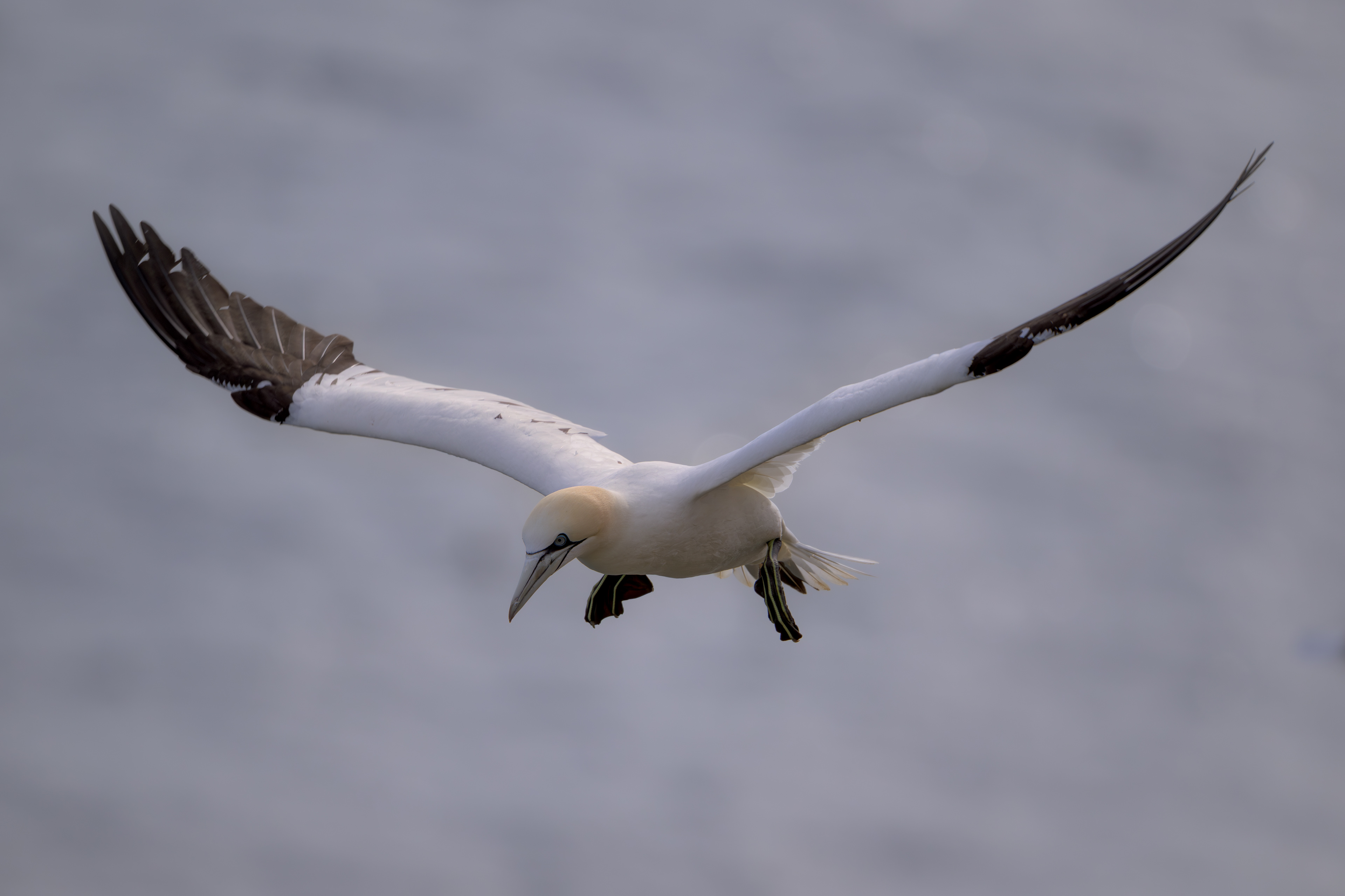 Gannet