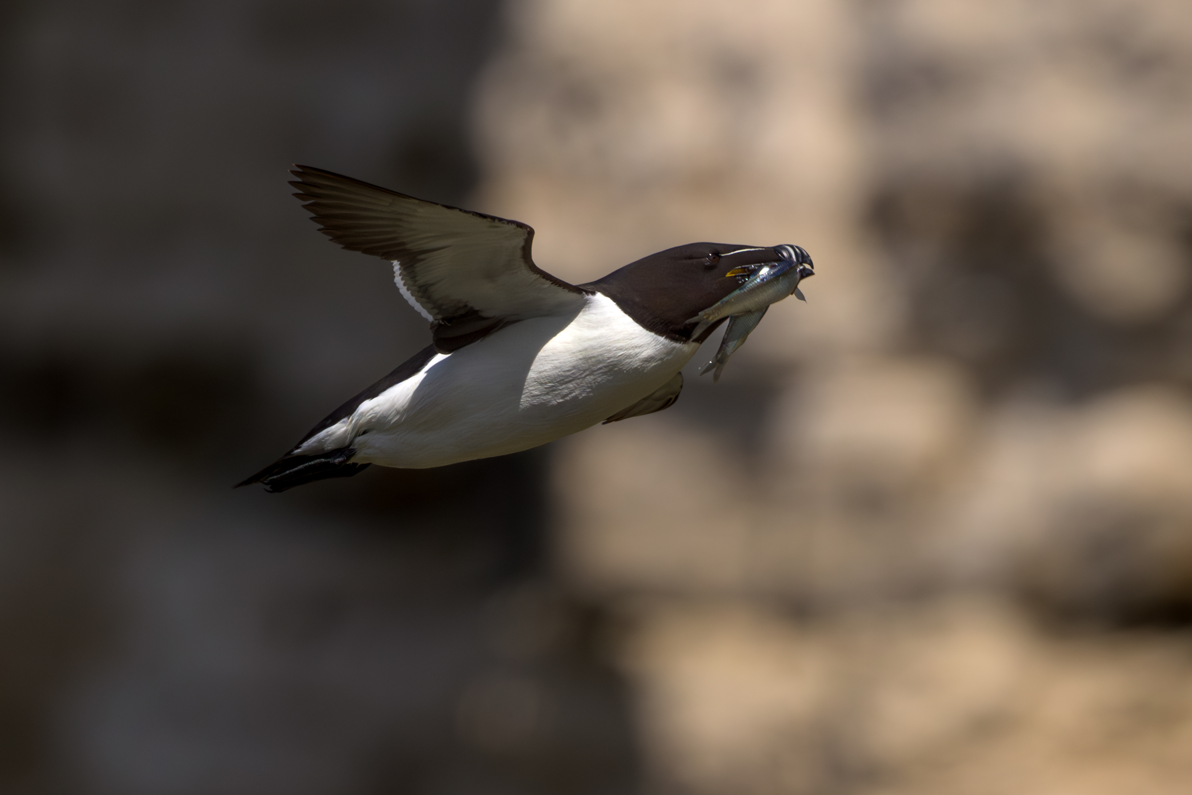 Razorbill