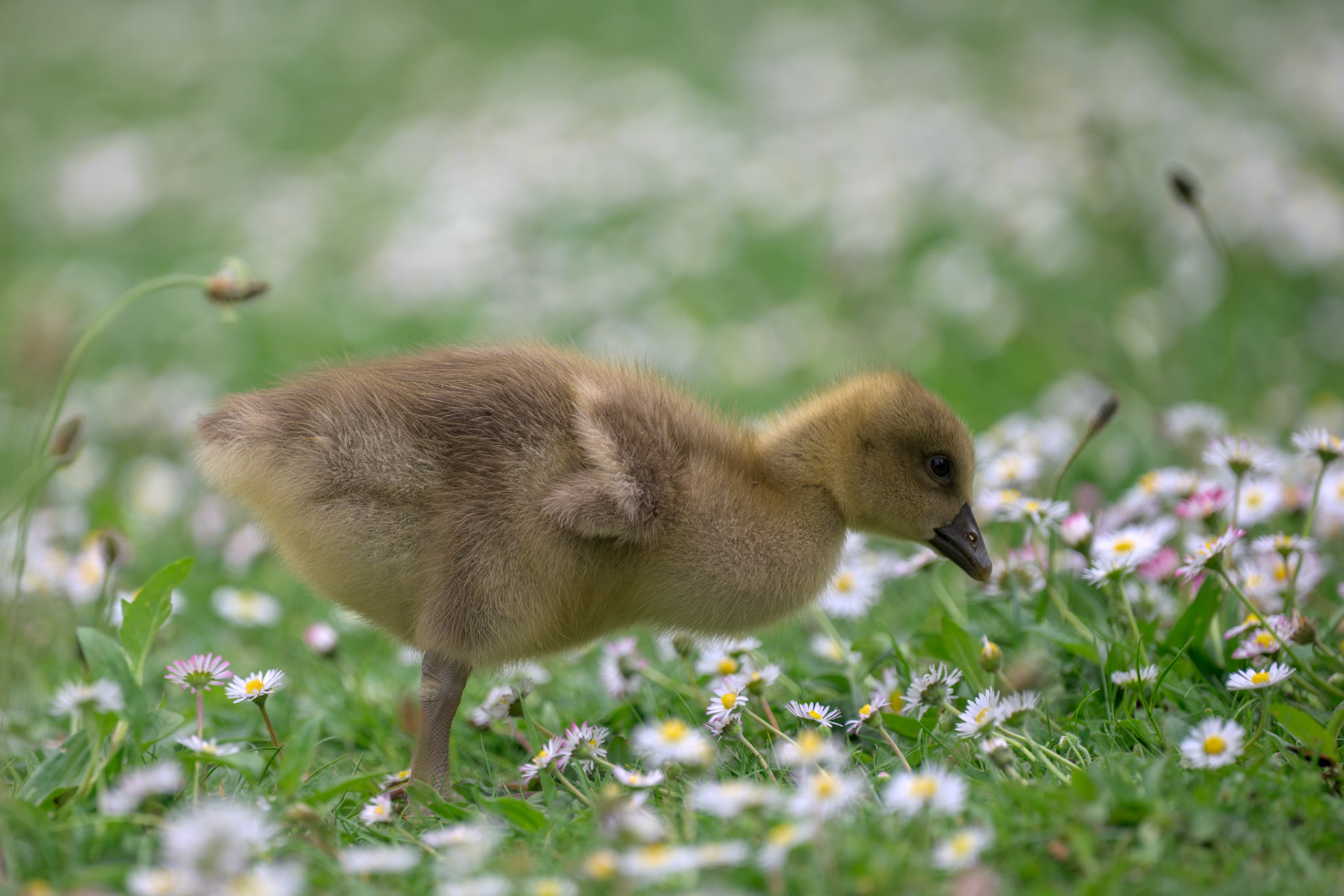 Graylag Gosling