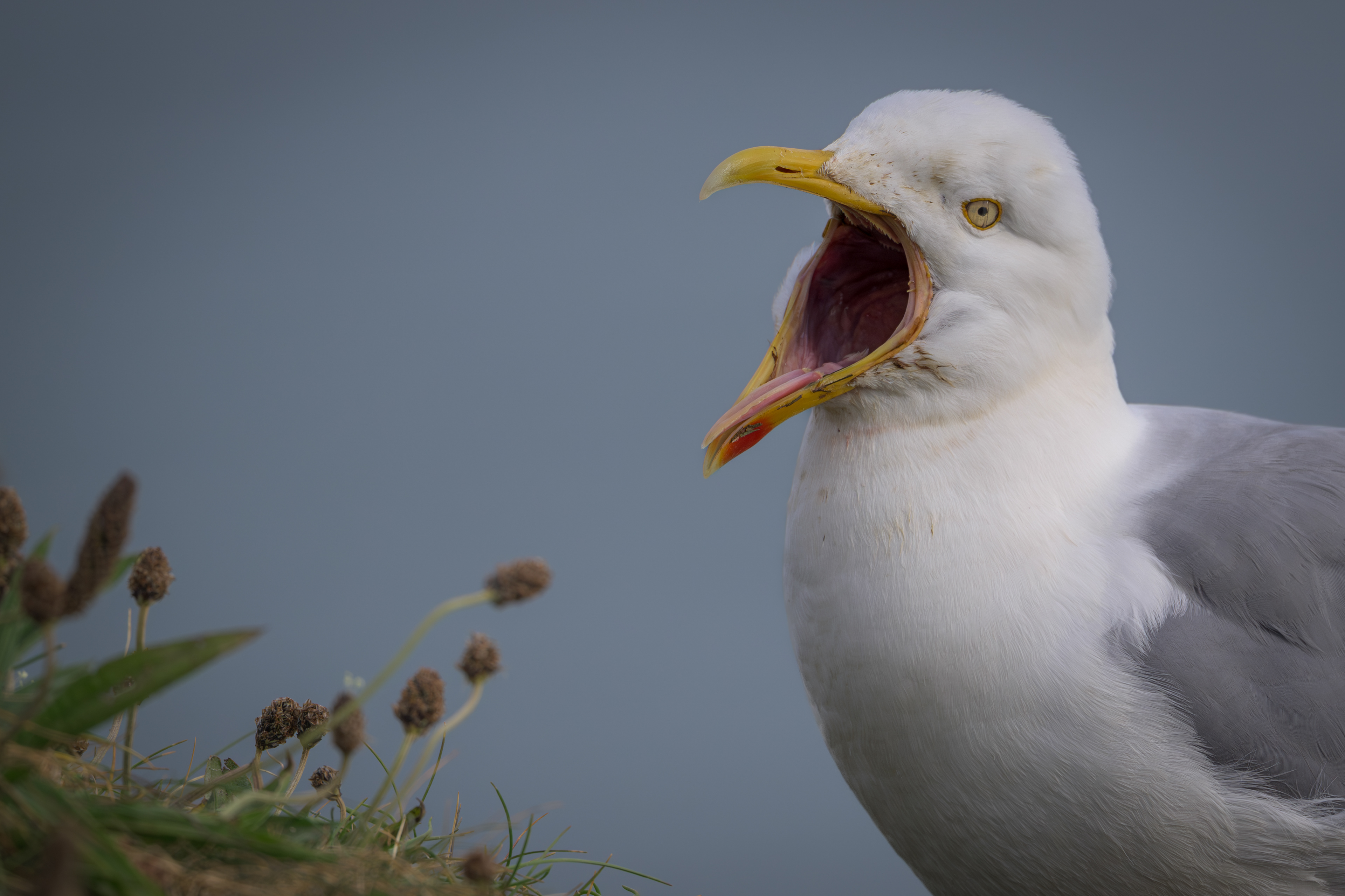 Herring Gull