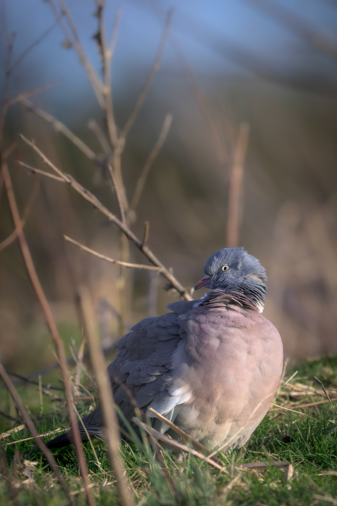 Woodpigeon