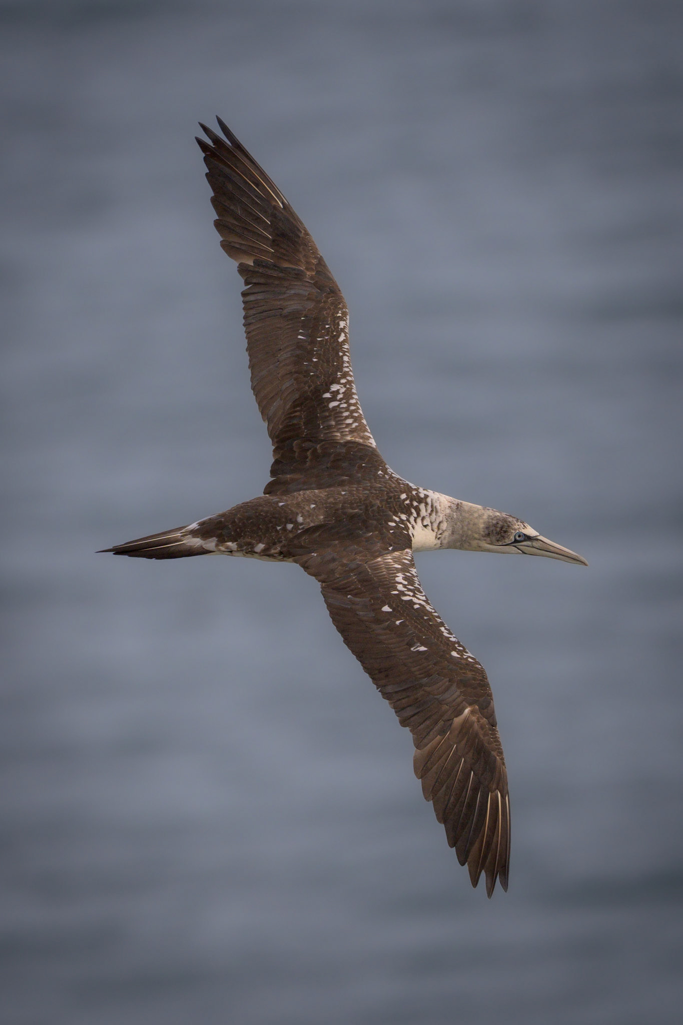 Northern Gannet