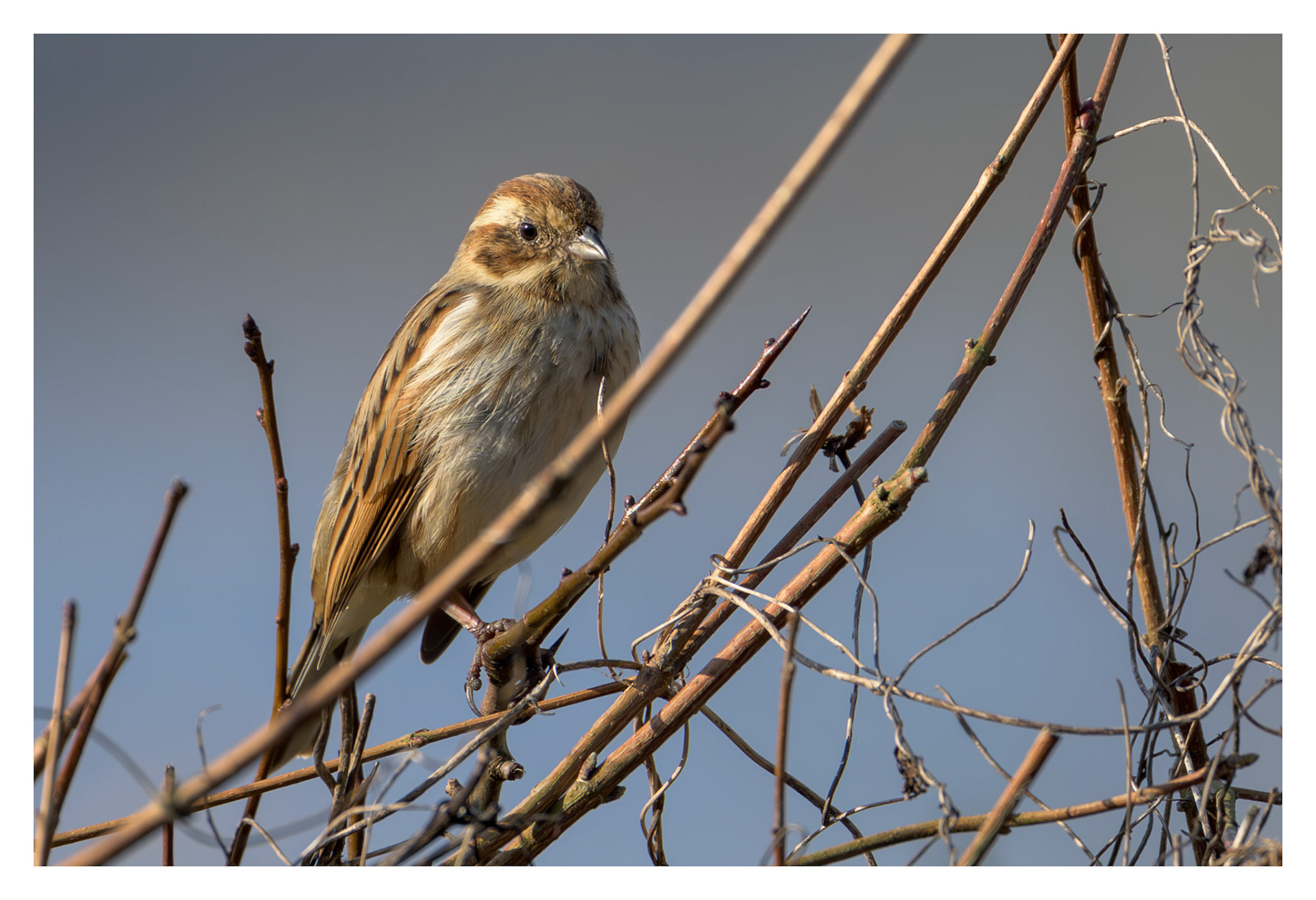 Reed Bunting